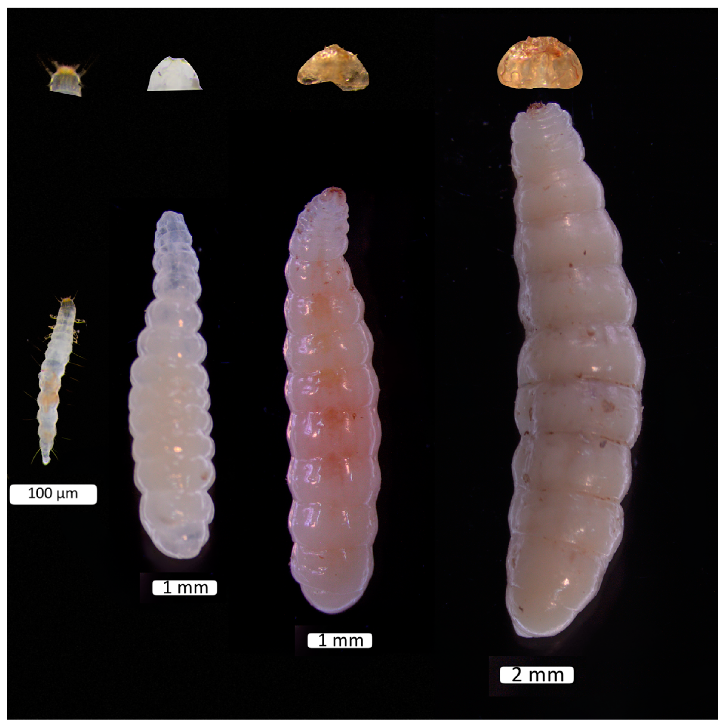 Insects 15 01013 g001