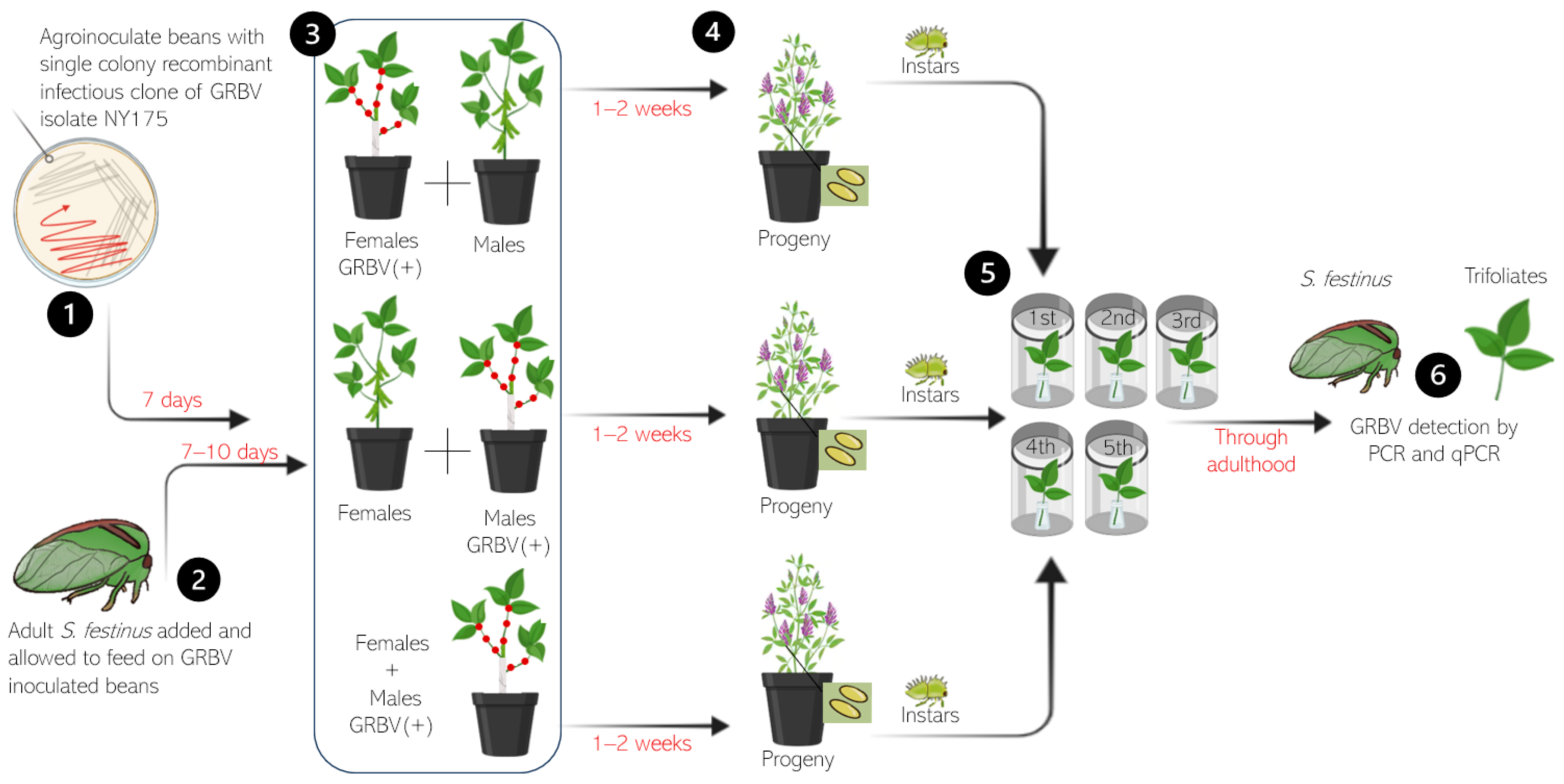 Insects 15 01014 g001