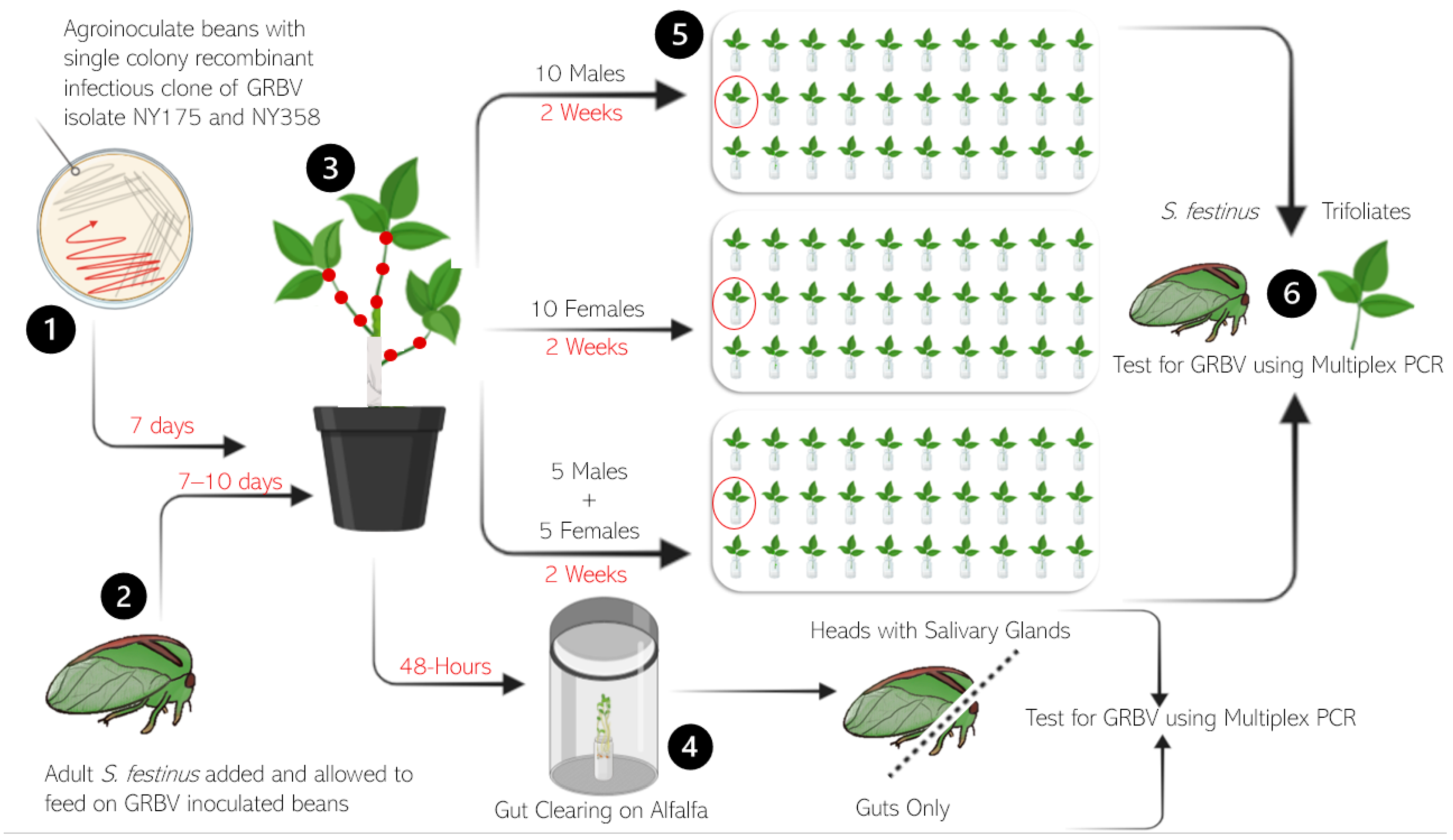 Insects 15 01014 g002