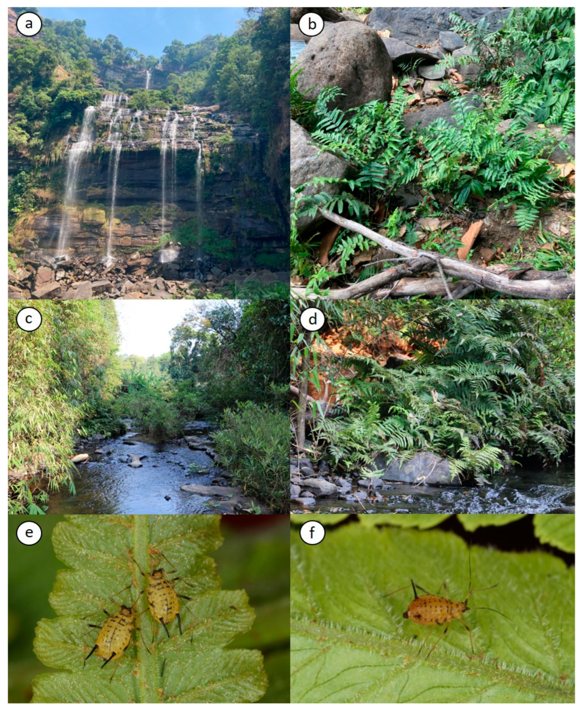 Insects 15 01015 g001