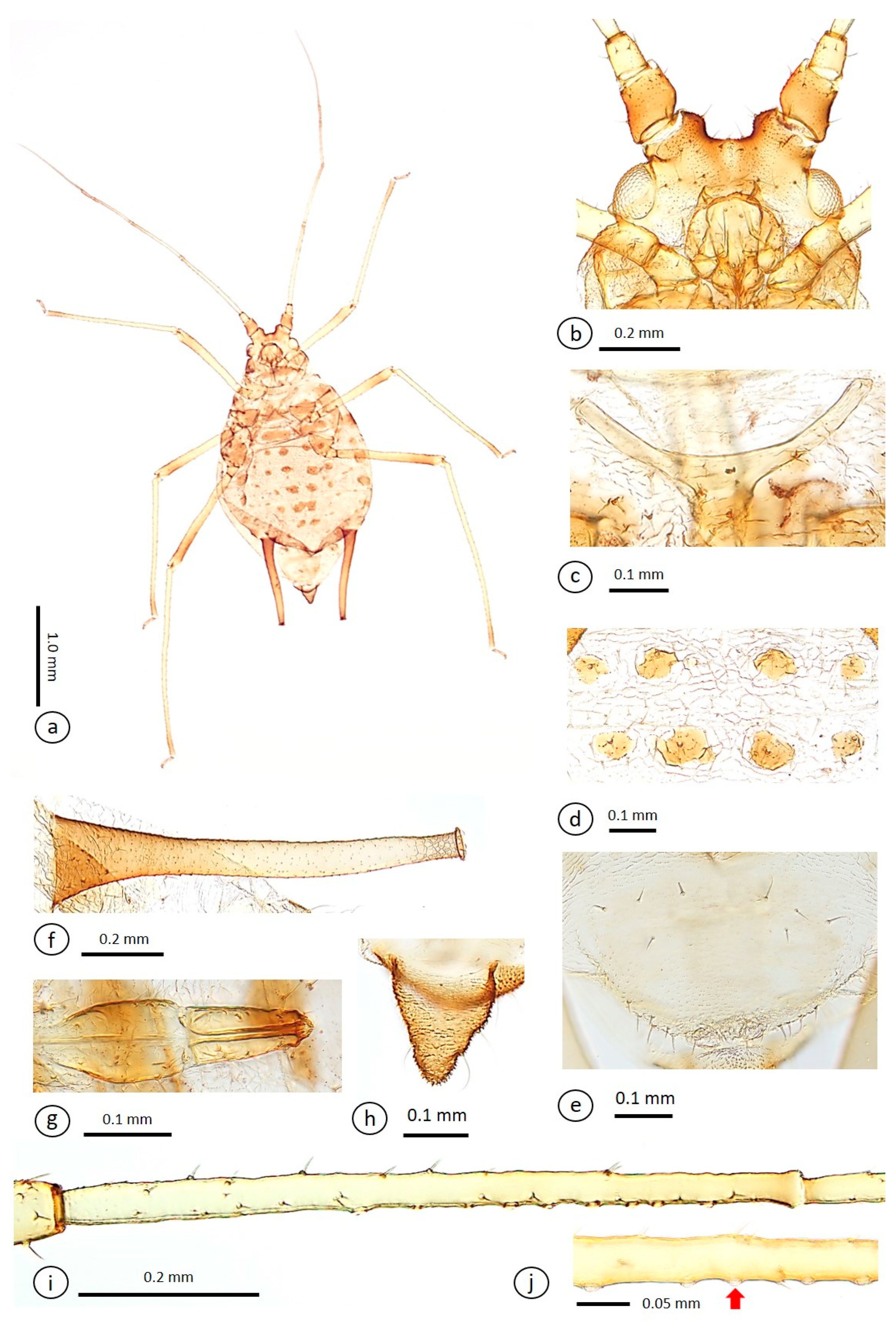 Insects 15 01015 g002