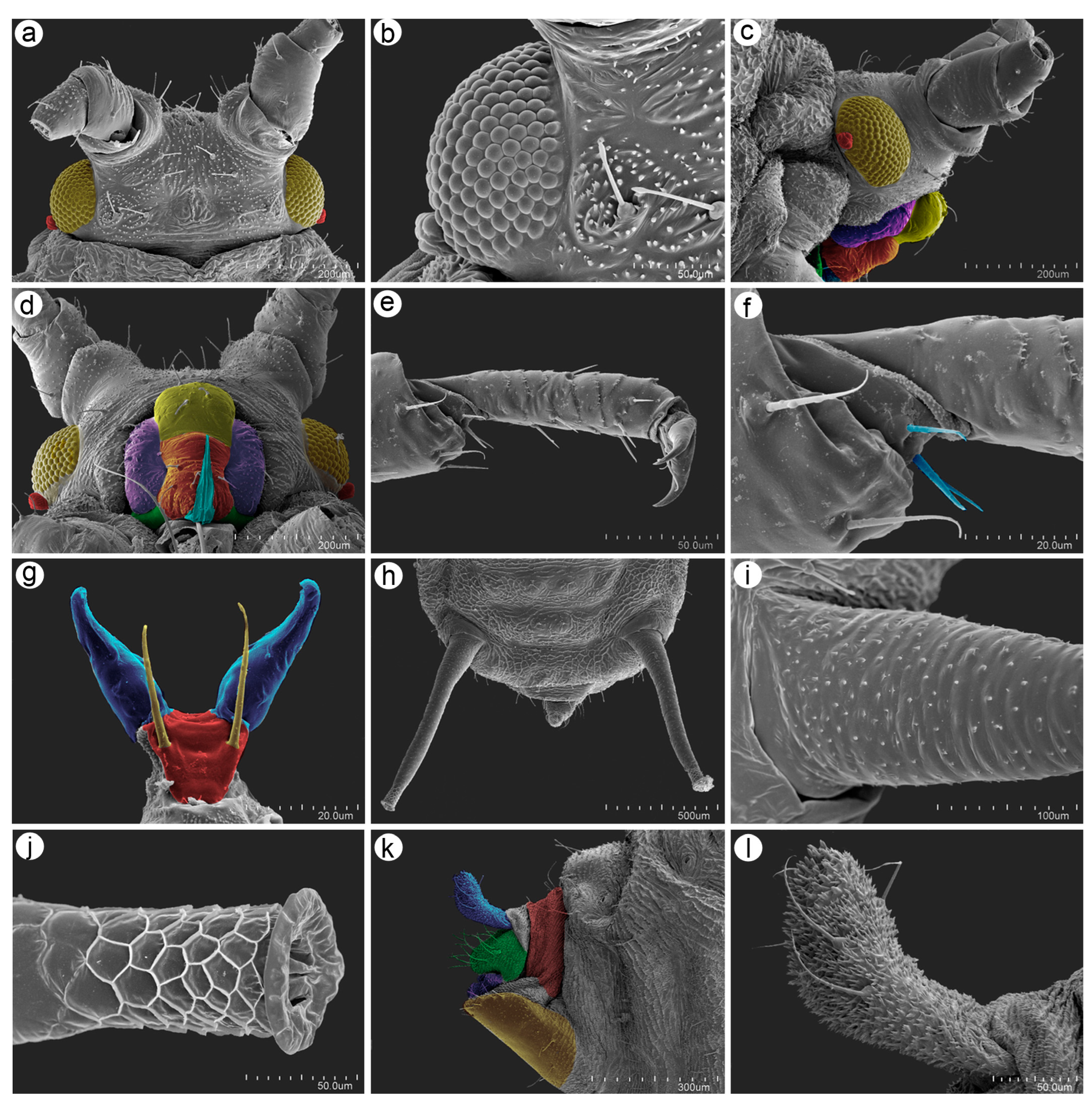 Insects 15 01015 g004
