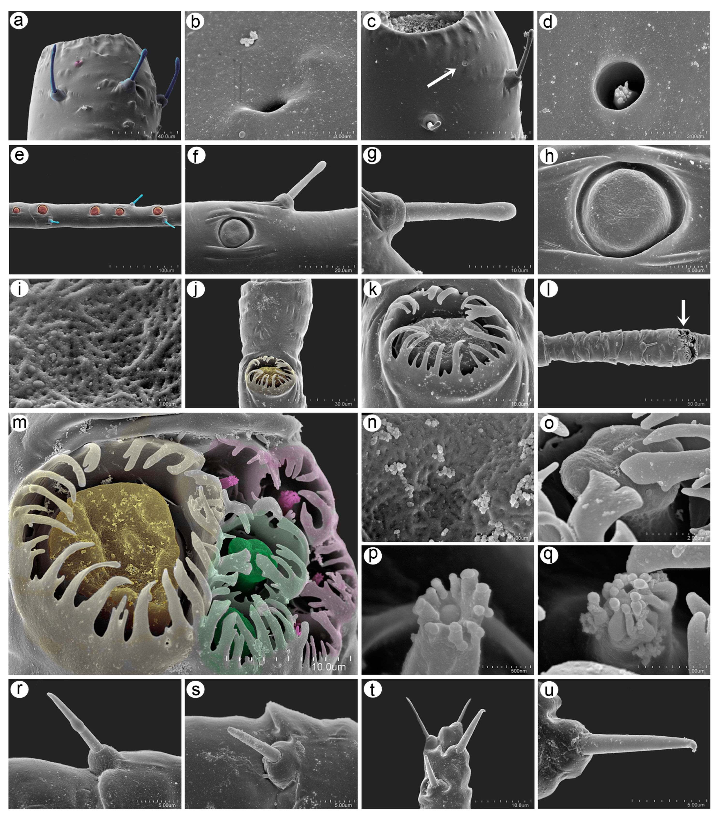 Insects 15 01015 g005