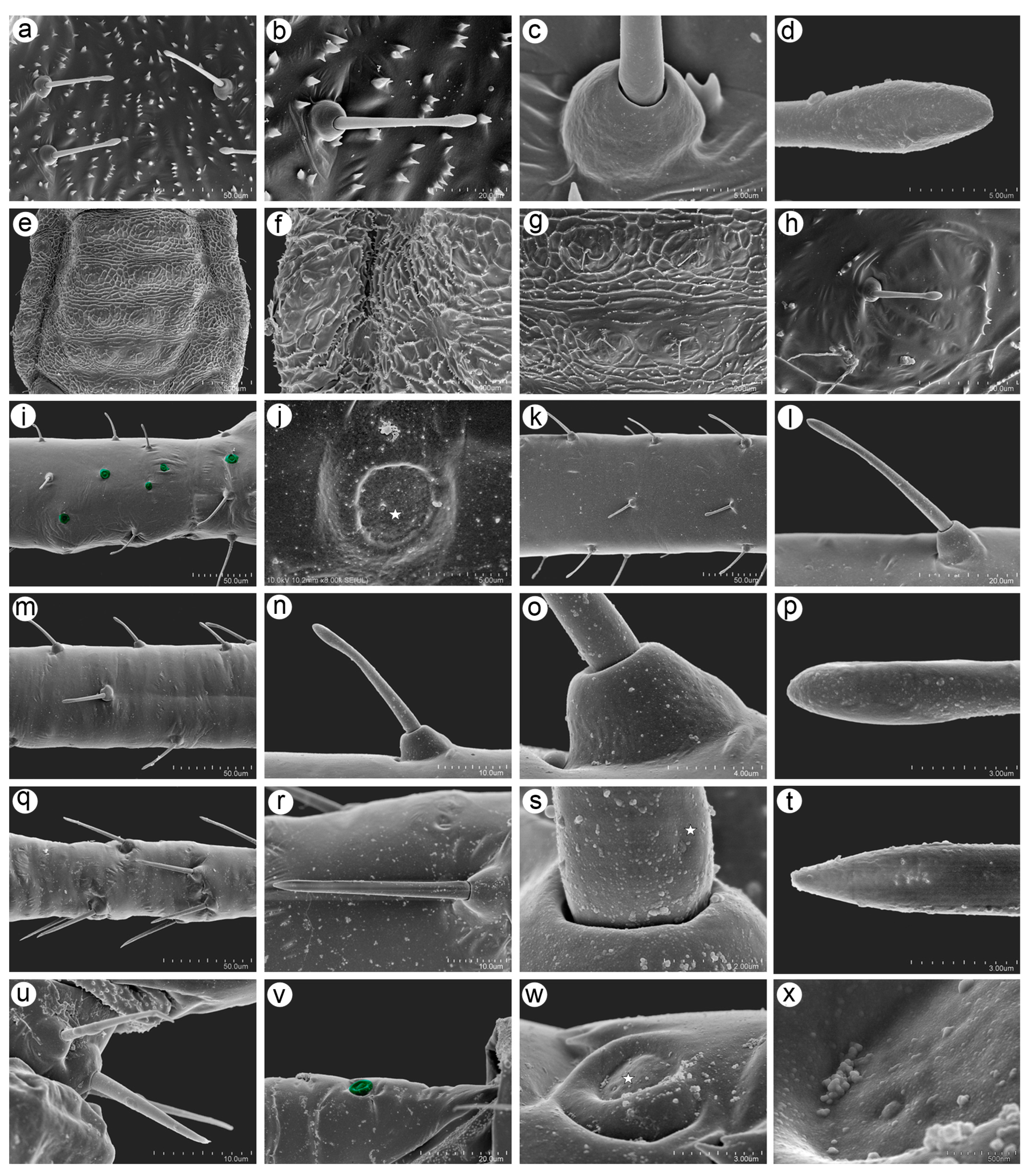 Insects 15 01015 g008