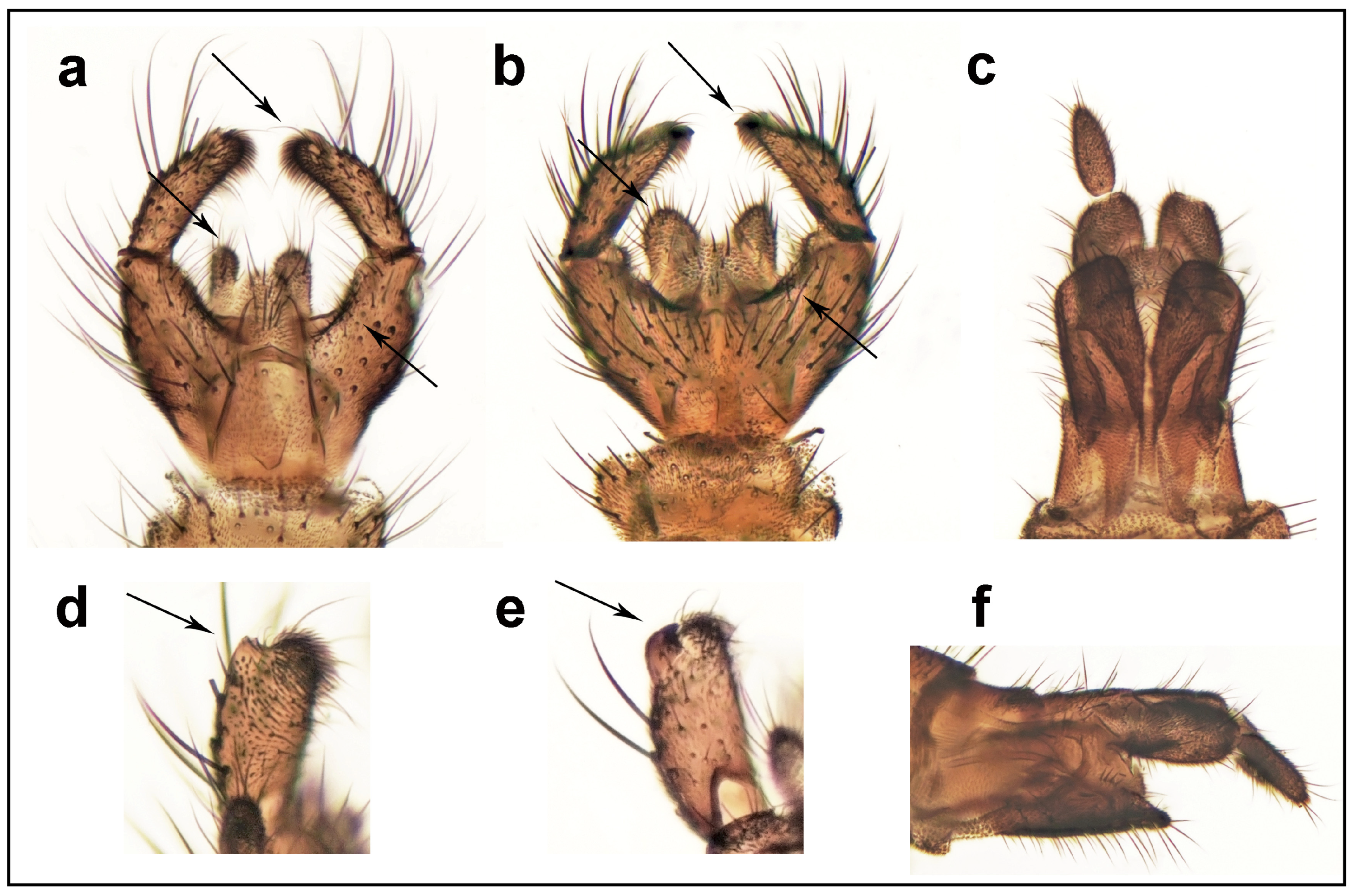 Insects 15 01018 g002