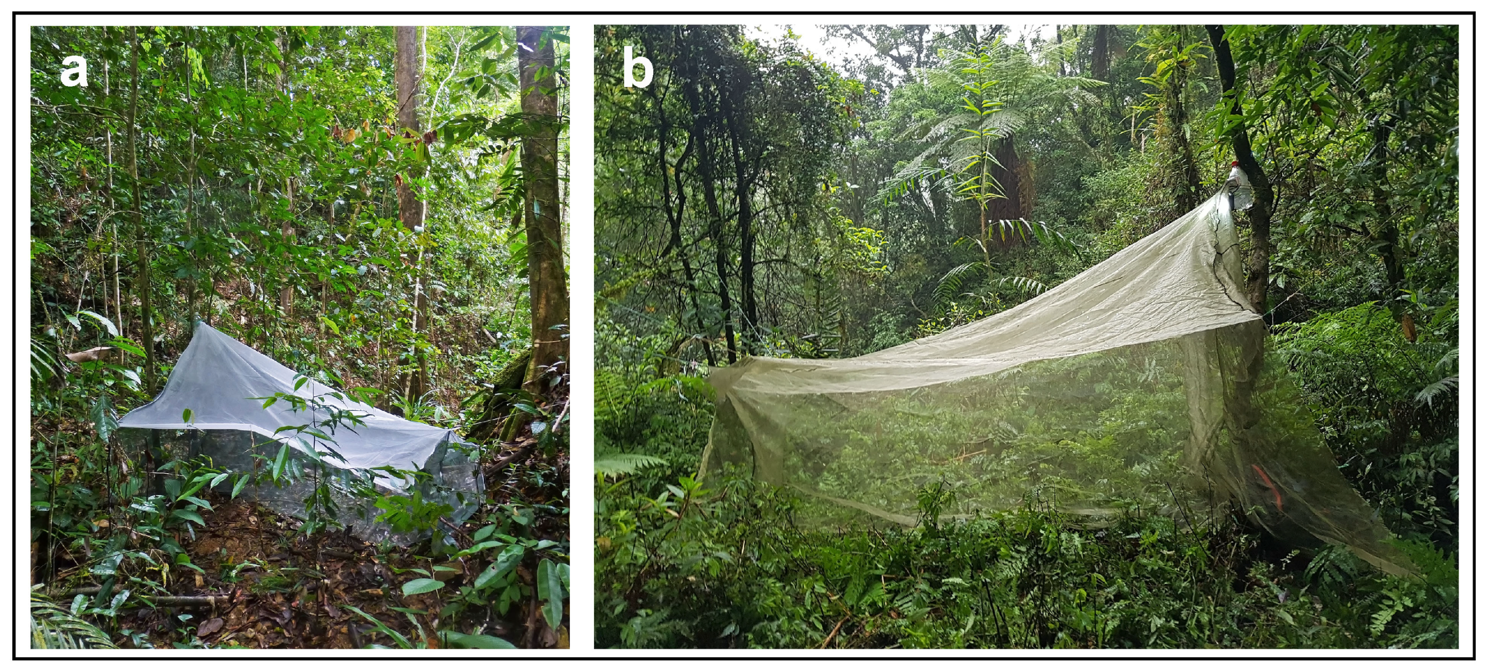 Insects 15 01018 g003