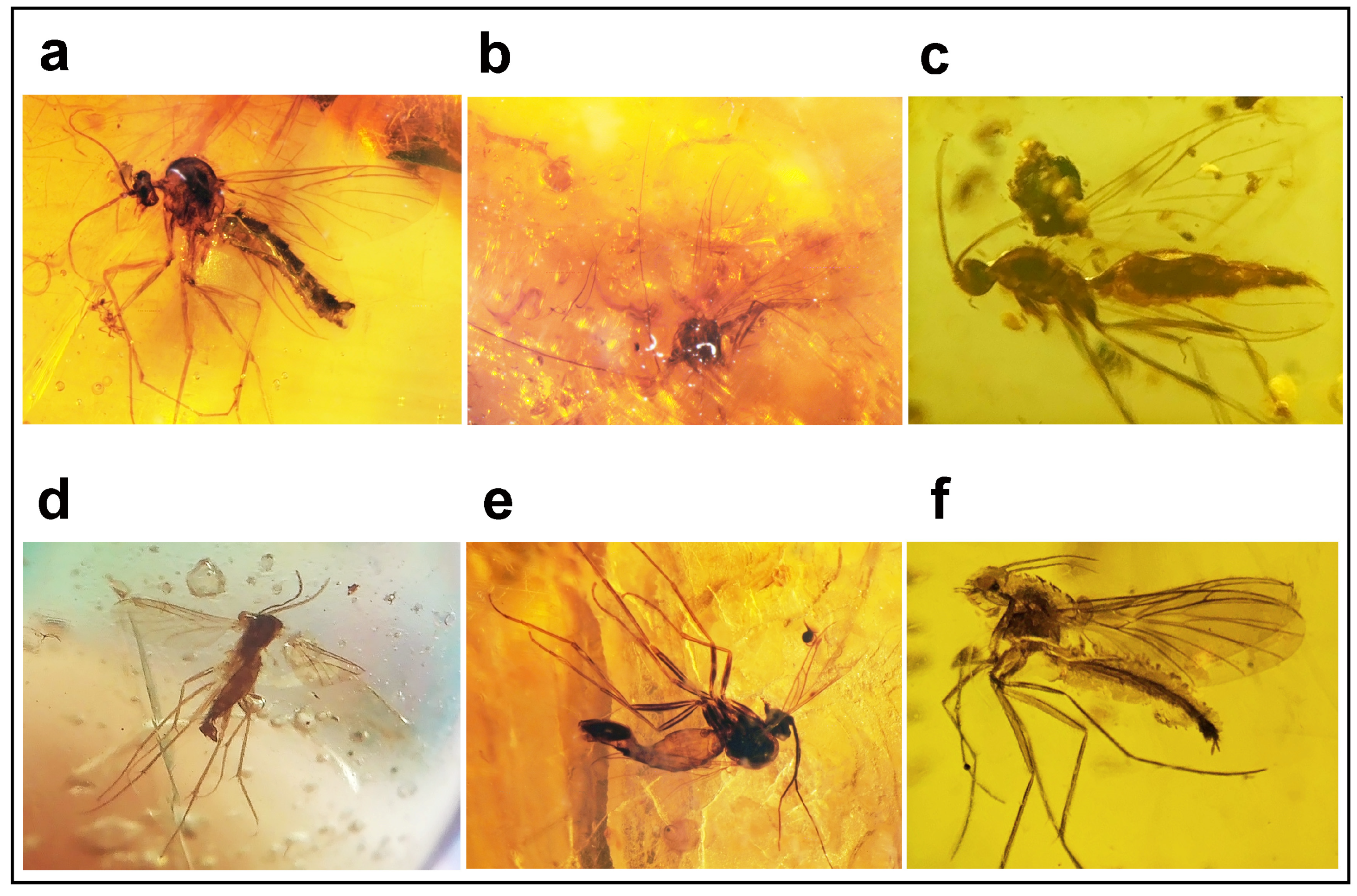 Insects 15 01018 g004
