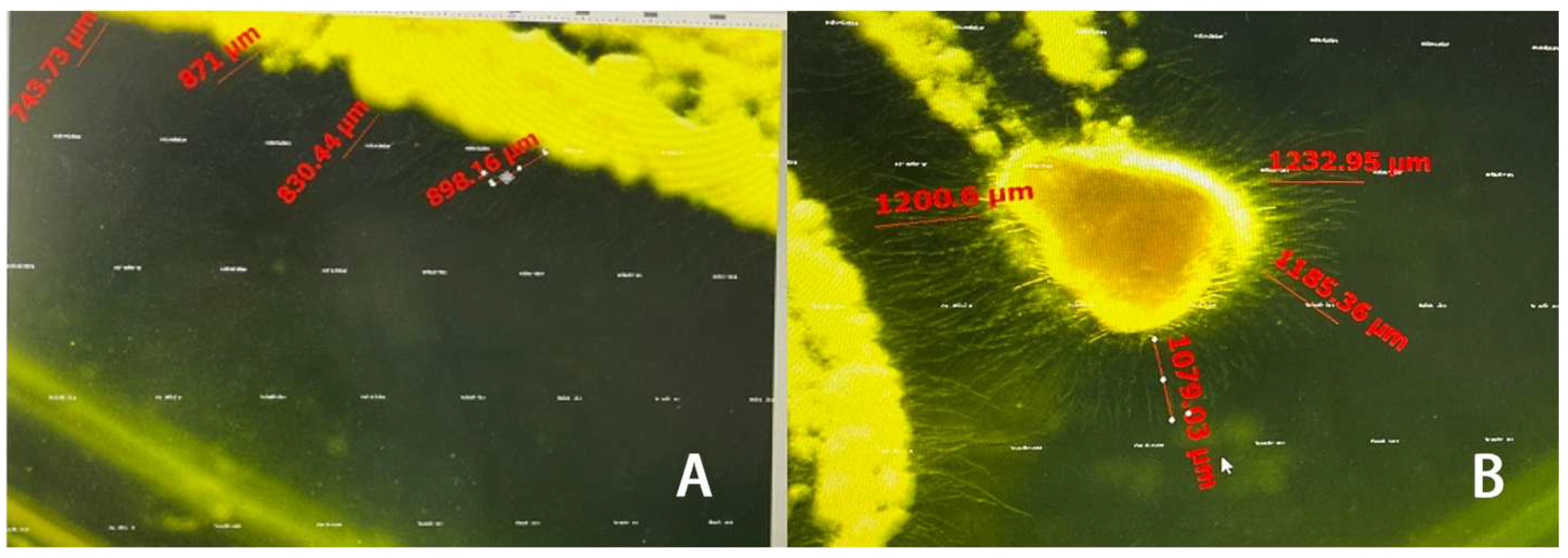 Insects 15 01019 g009