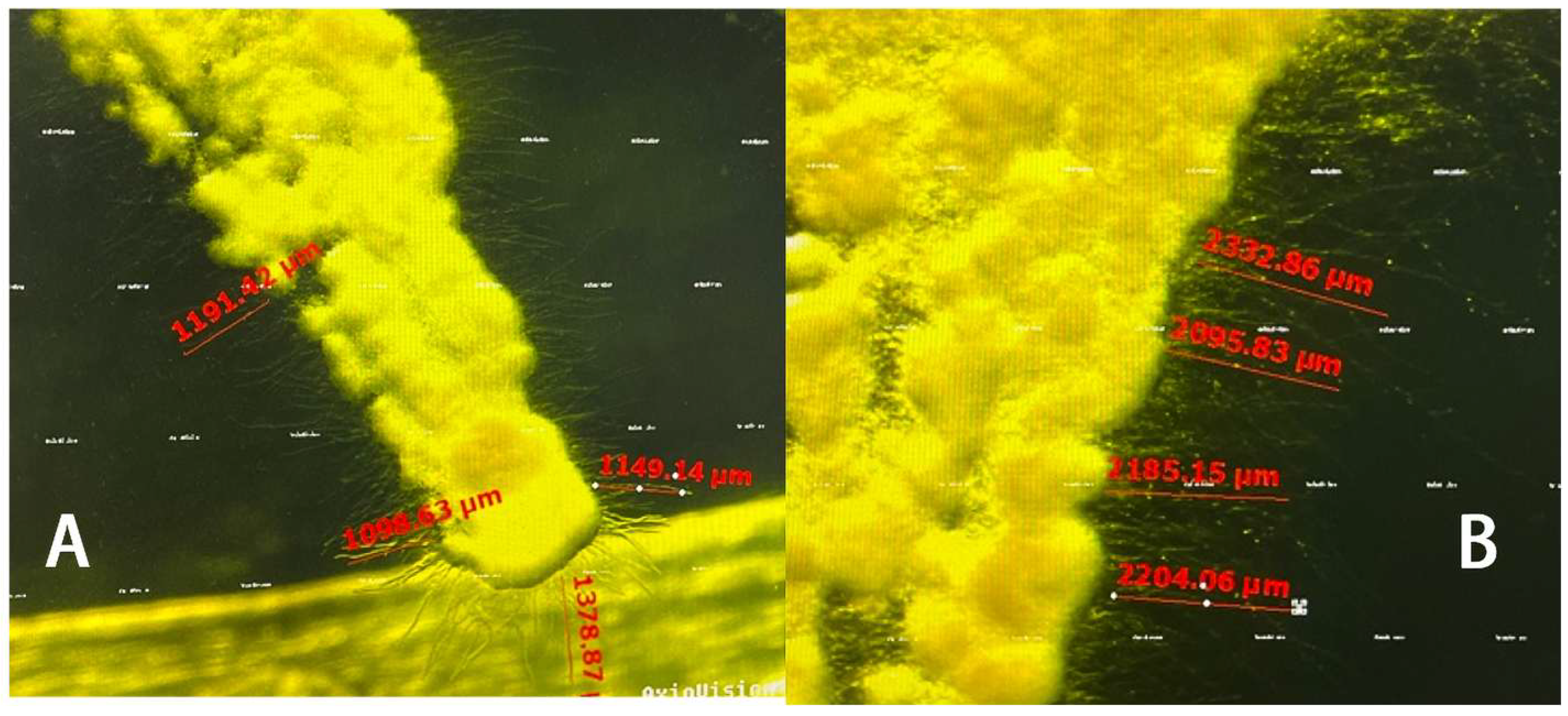 Insects 15 01019 g011