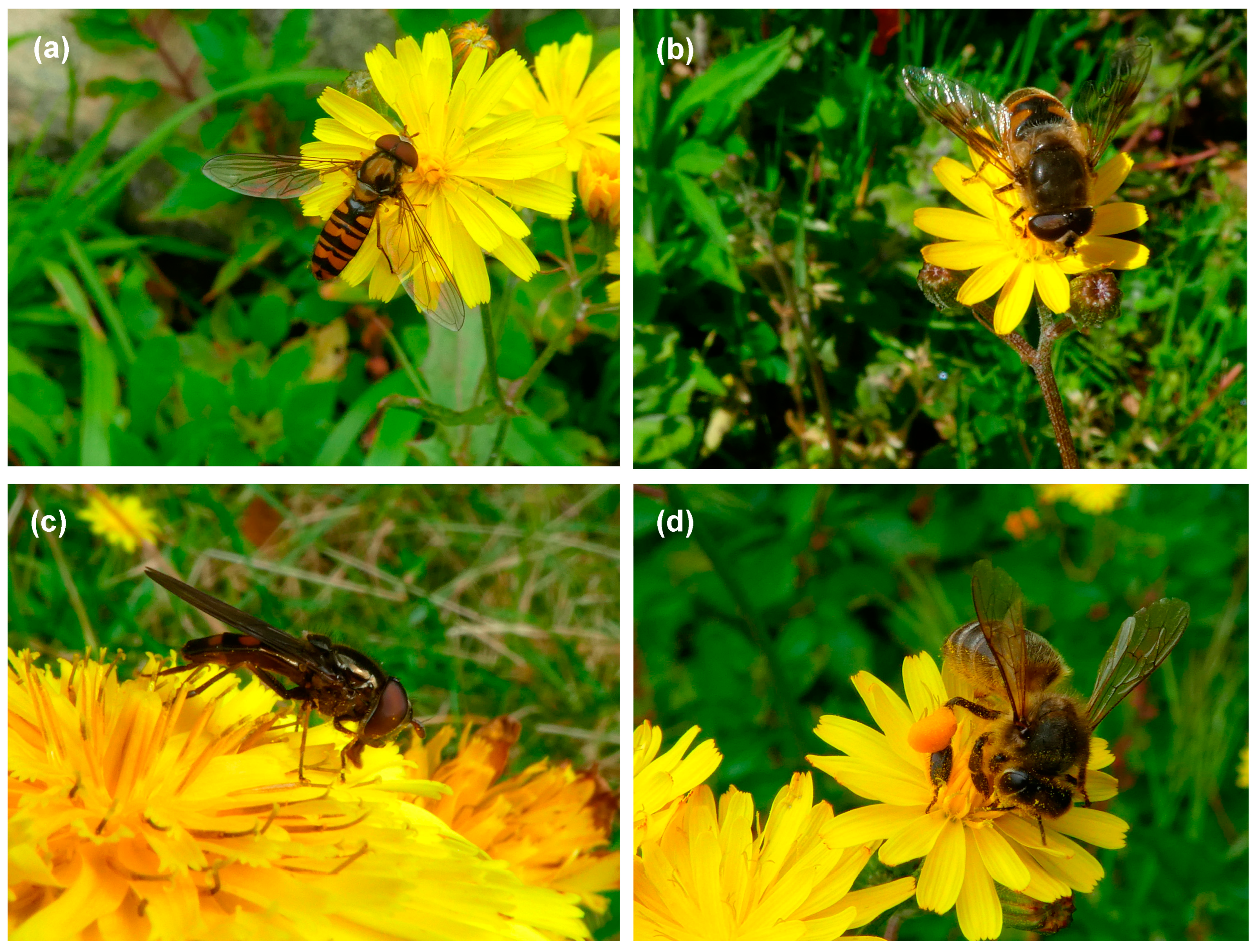 Insects 16 00014 g001