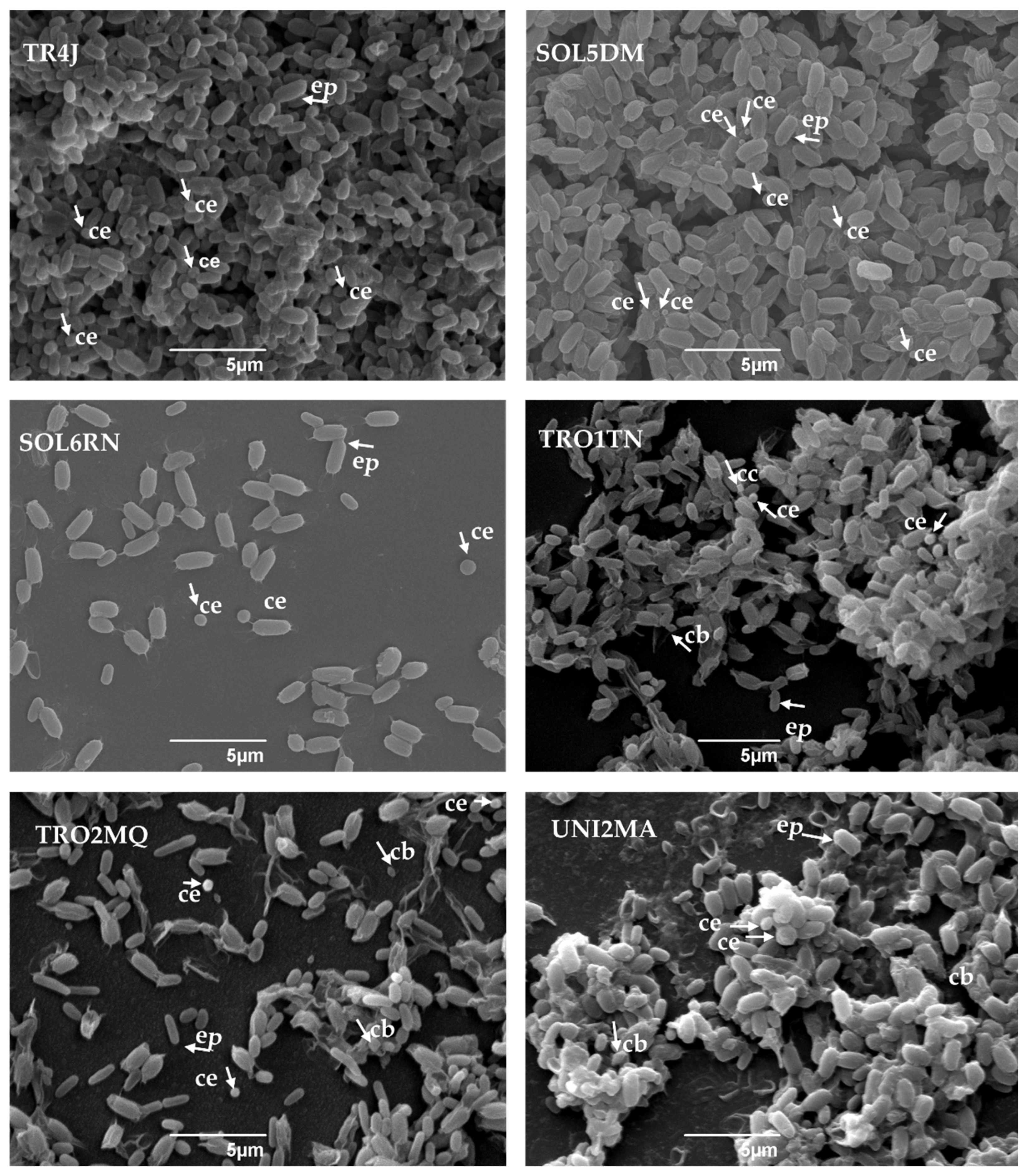 Insects 16 00027 g005 Insects 16 00027 g005
