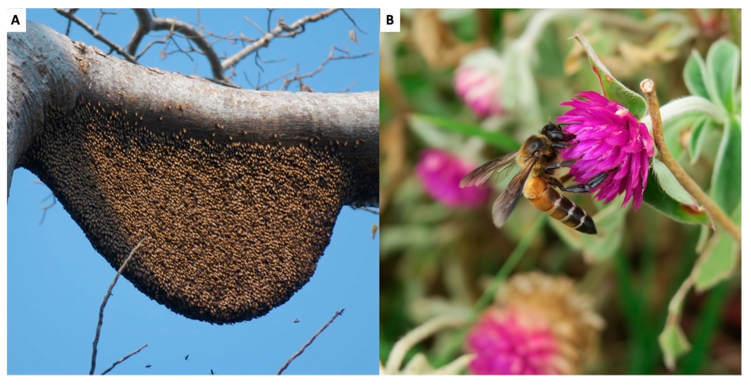 Insects 16 00039 g002