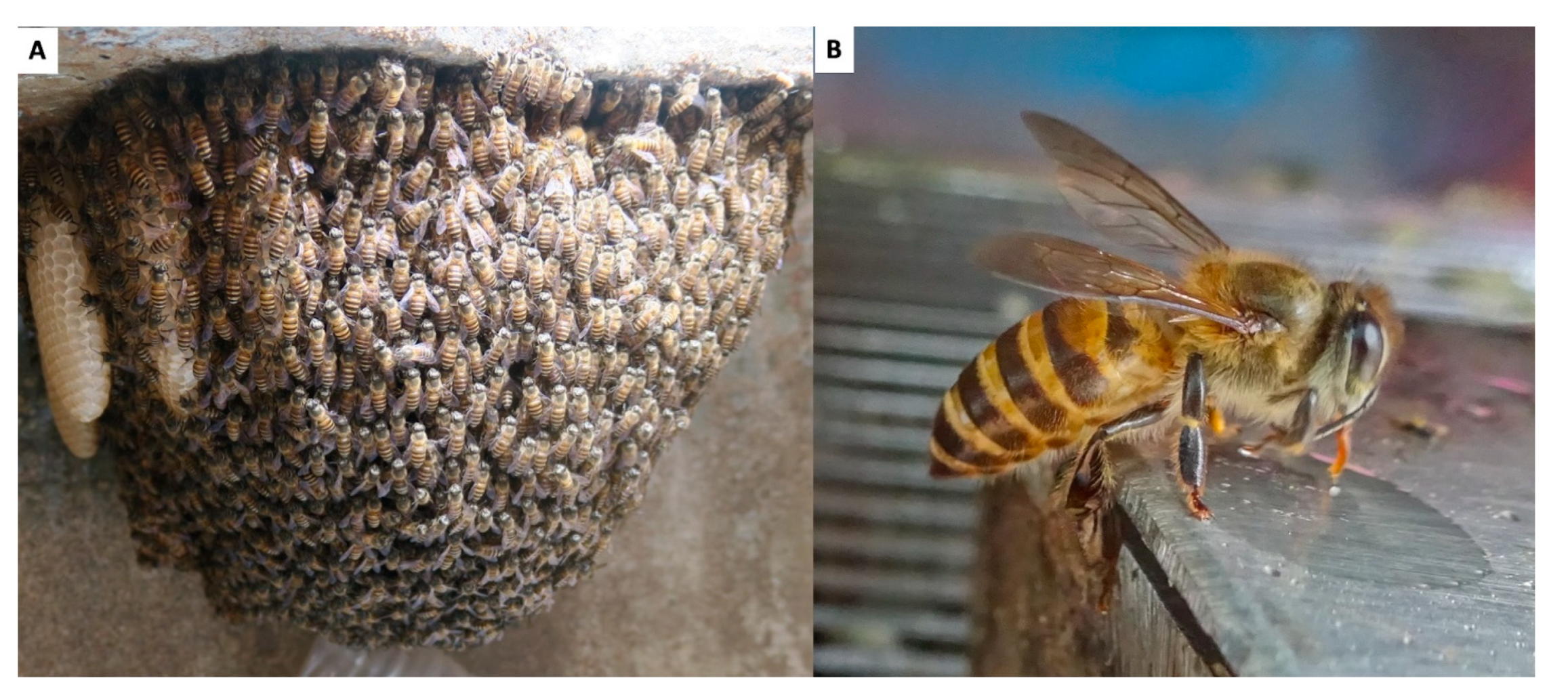 Insects 16 00039 g003