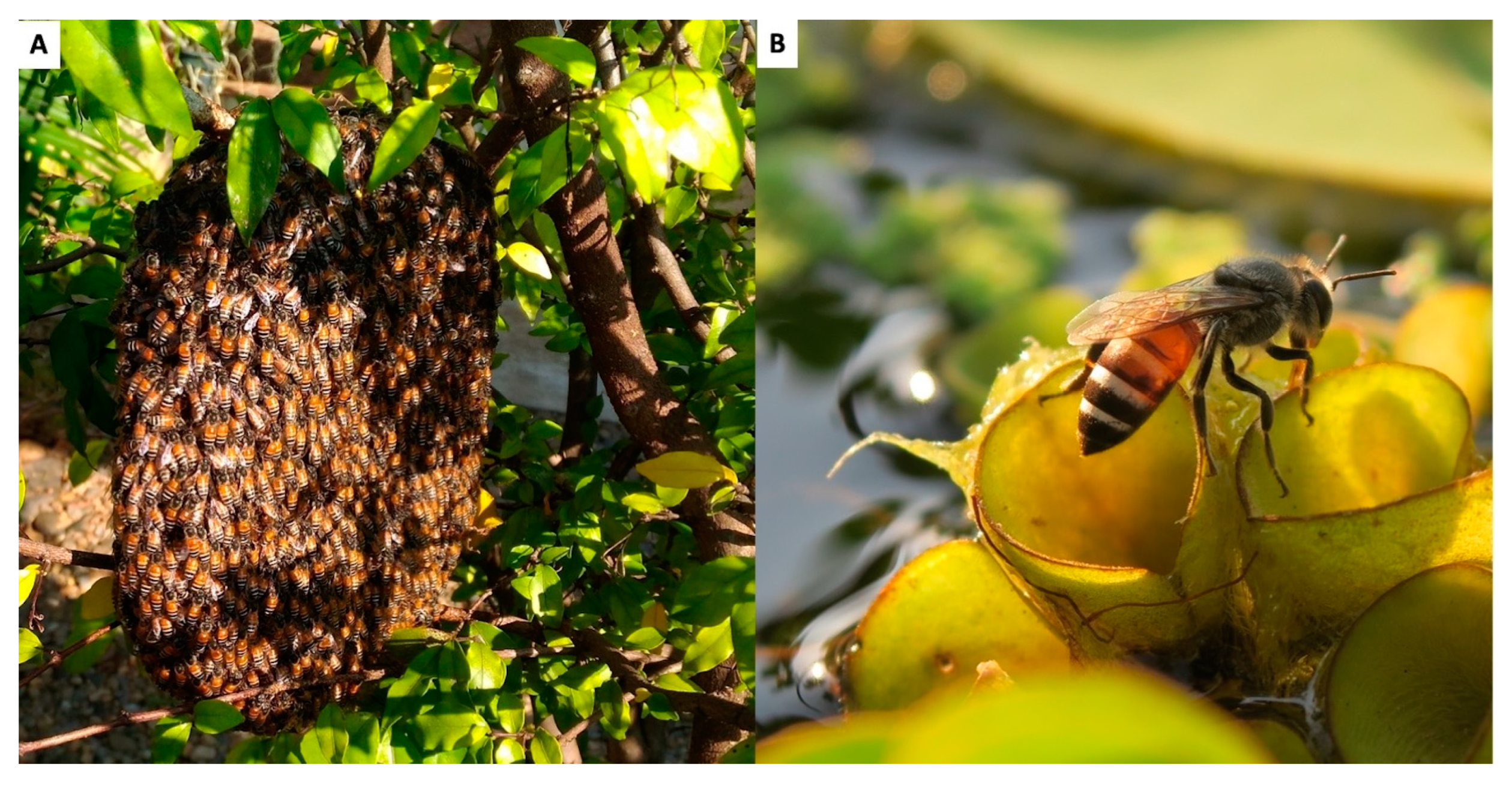 Insects 16 00039 g004