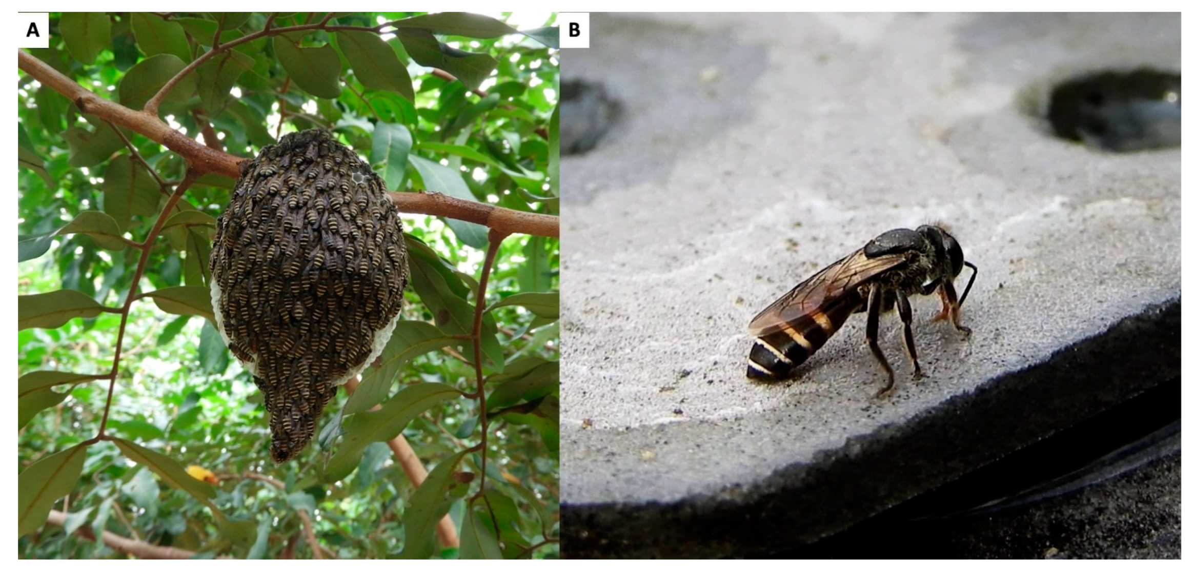 Insects 16 00039 g005