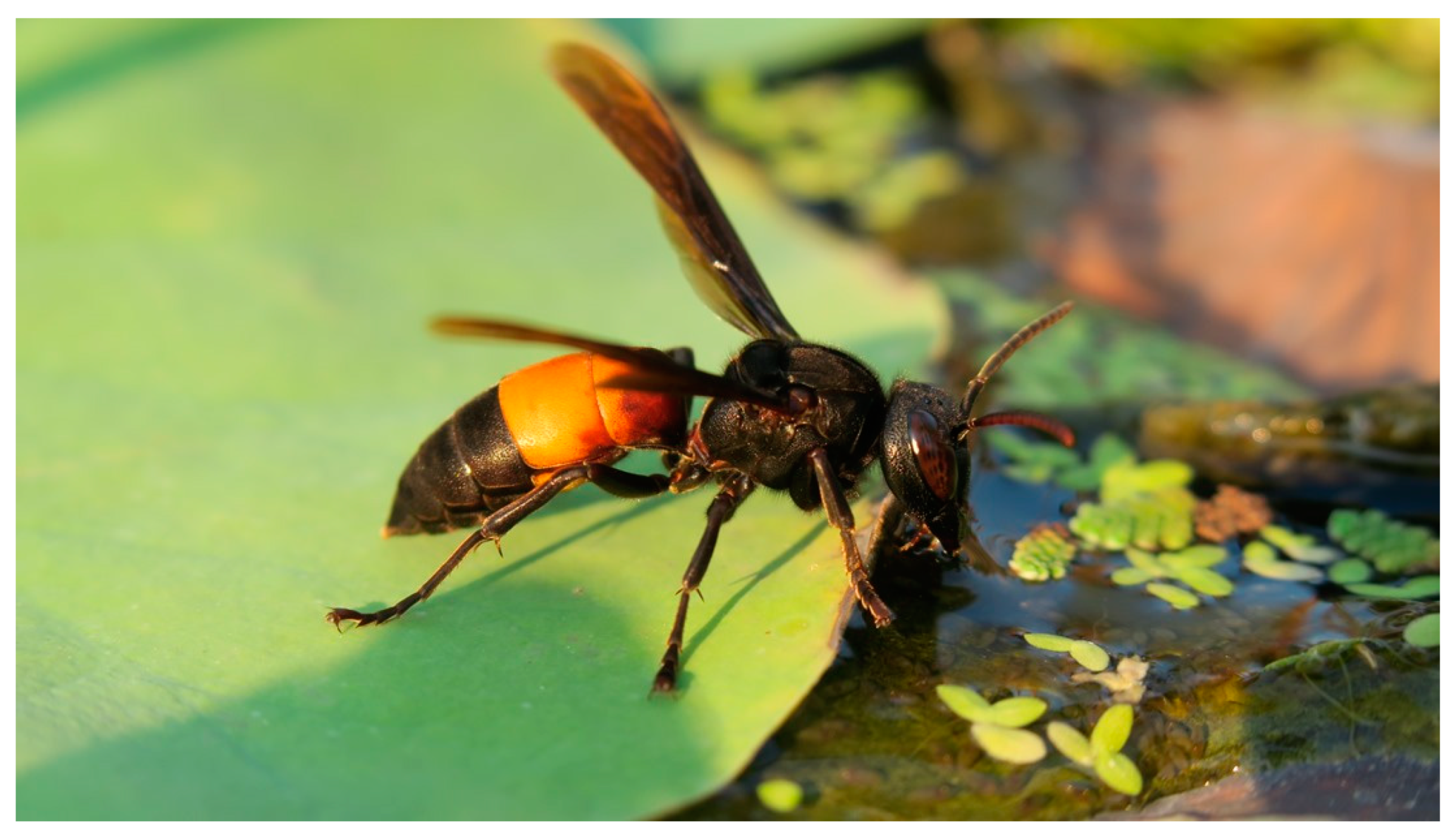 Insects 16 00039 g011