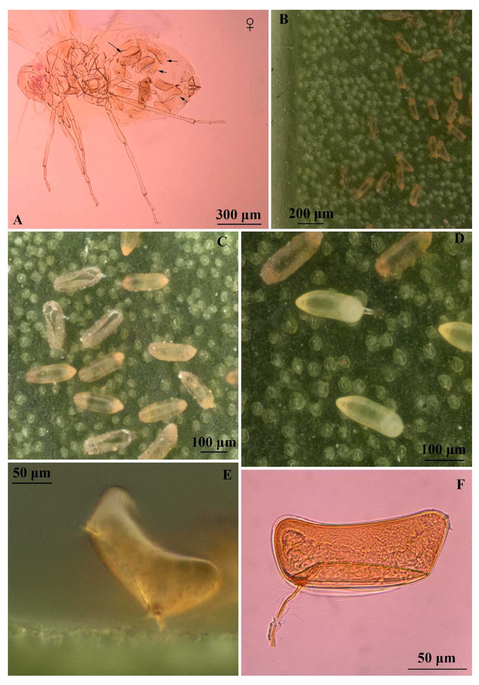 Insects 16 00040 g001