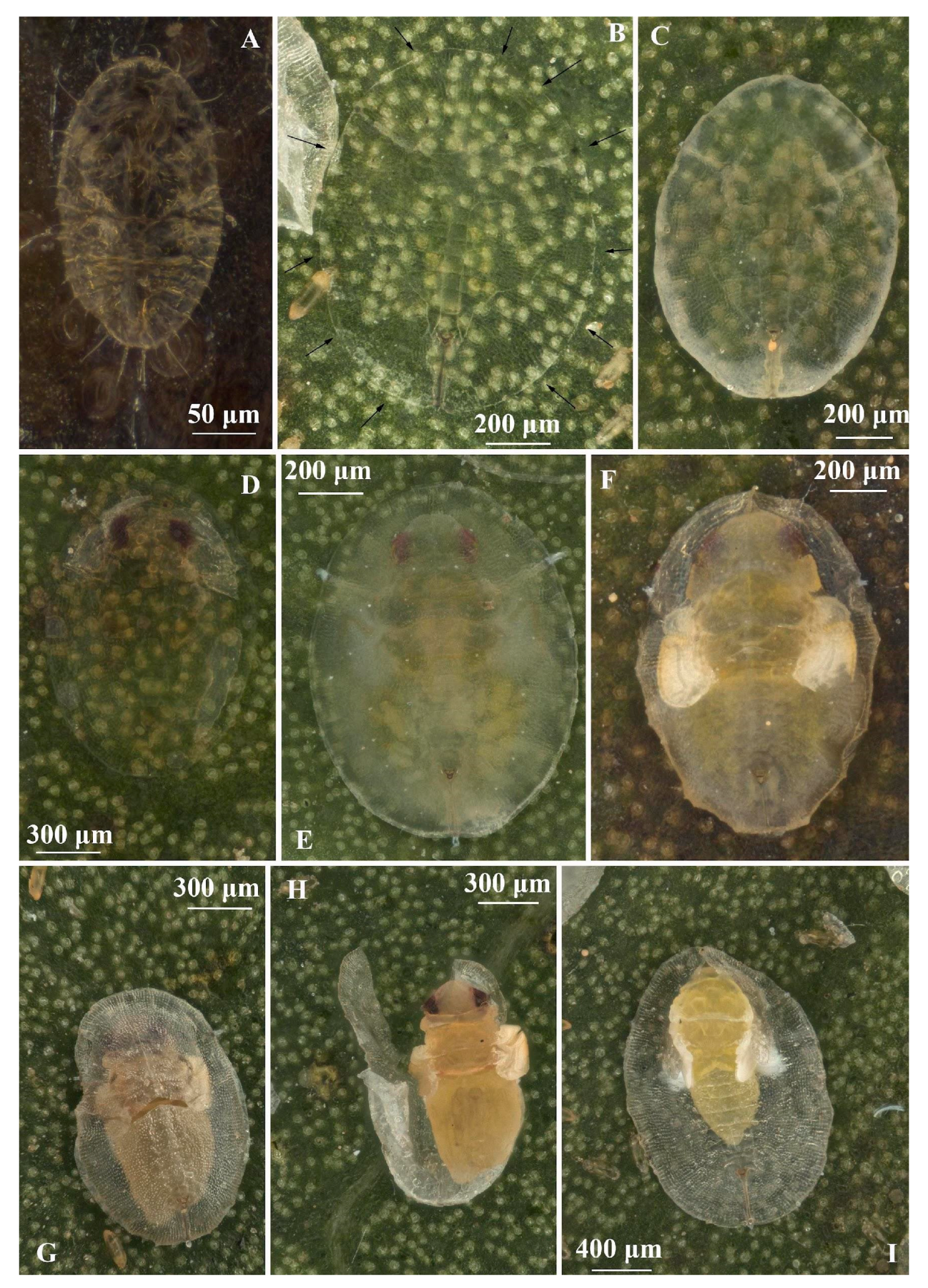Insects 16 00040 g002