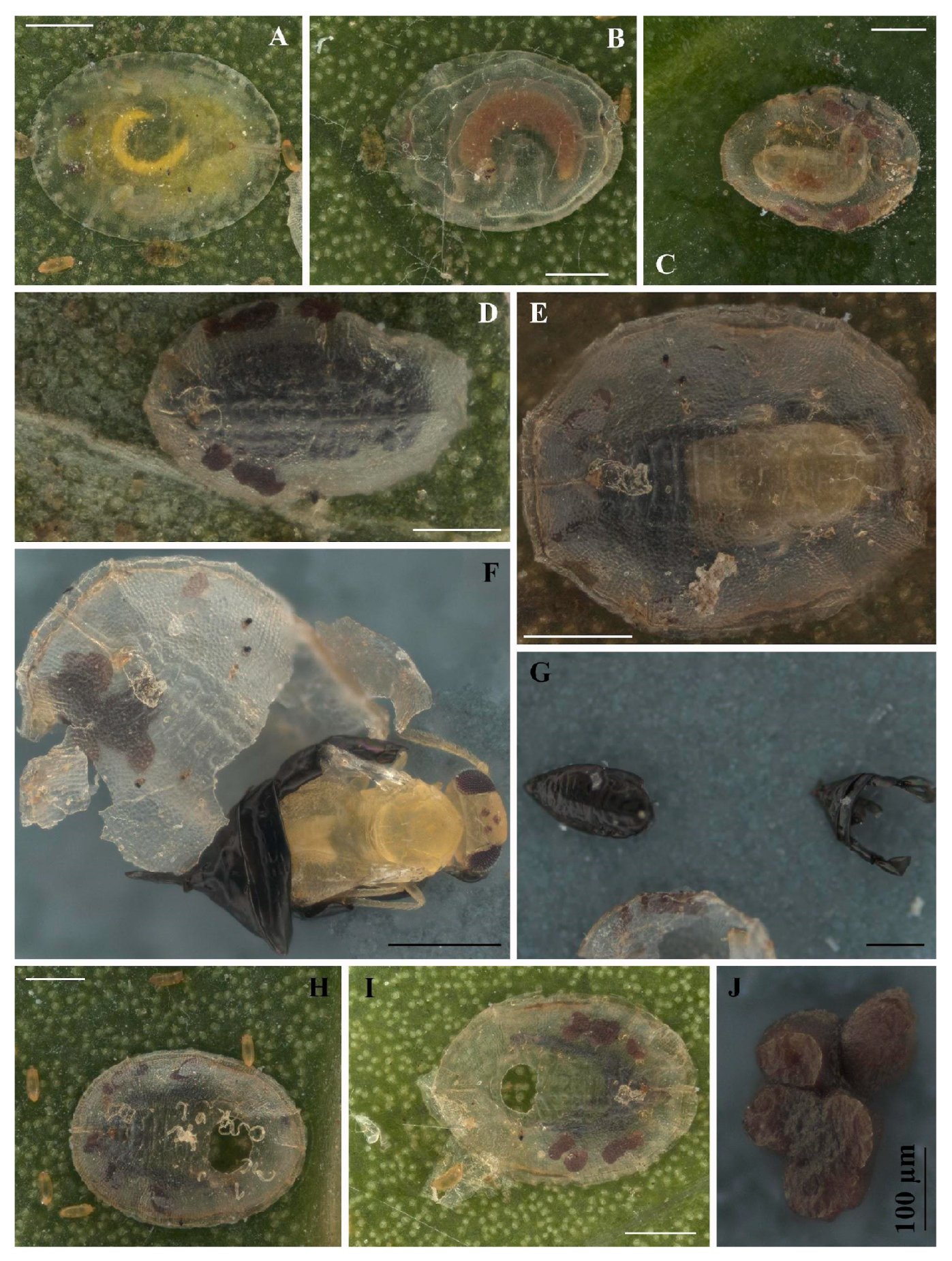 Insects 16 00040 g005