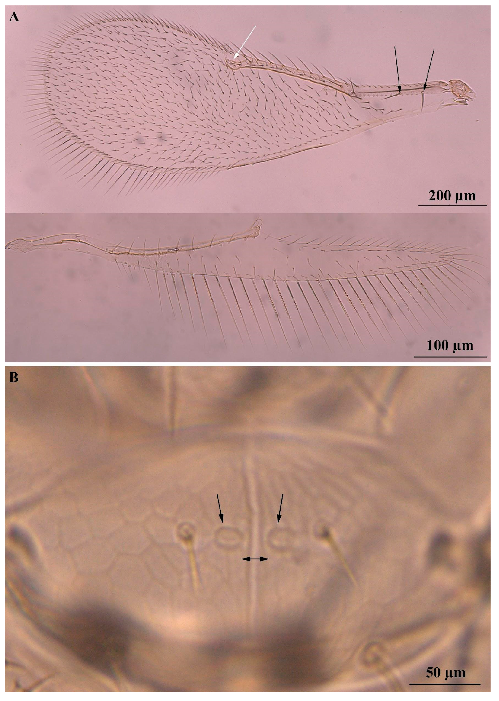 Insects 16 00040 g006