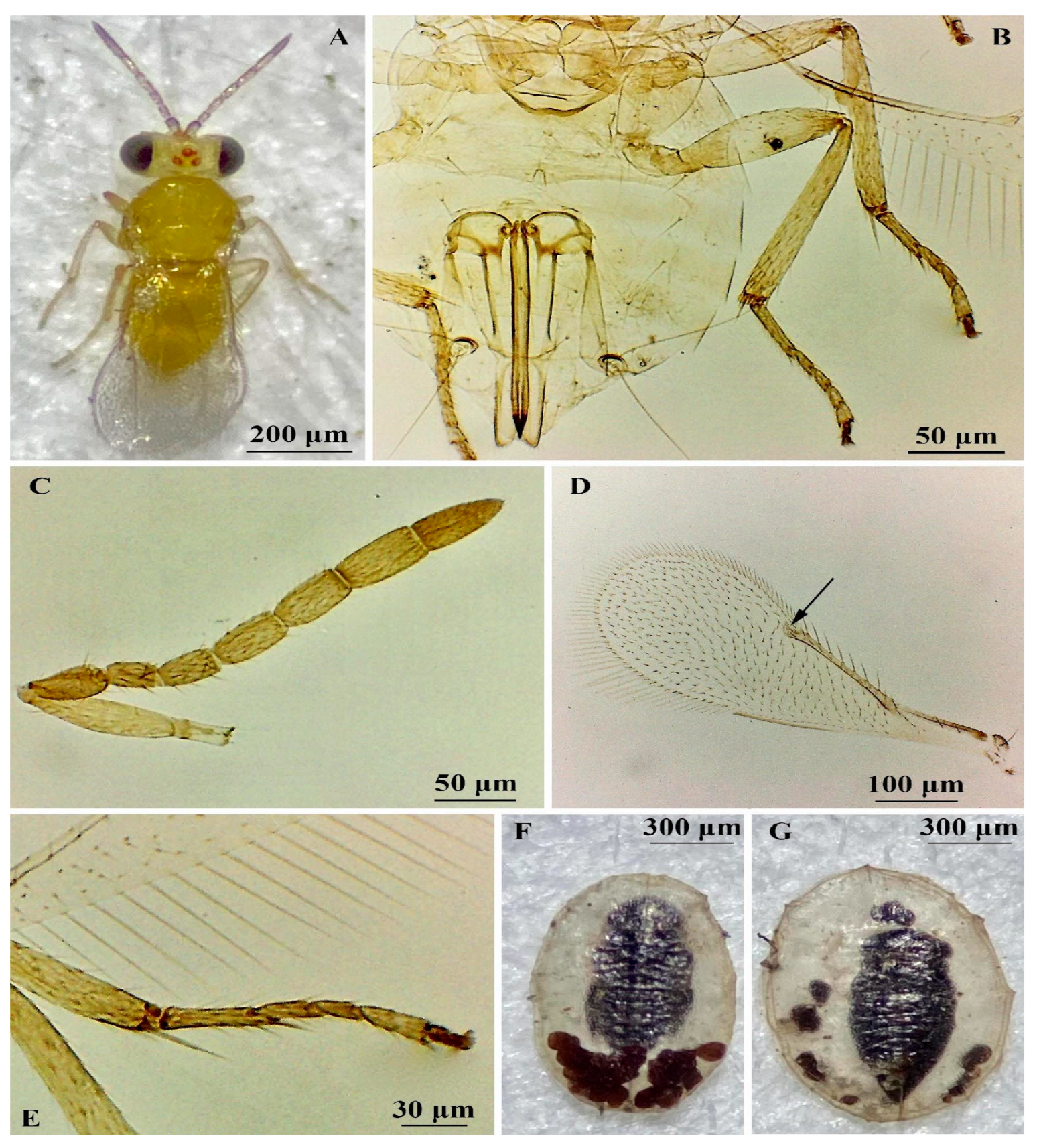 Insects 16 00040 g009