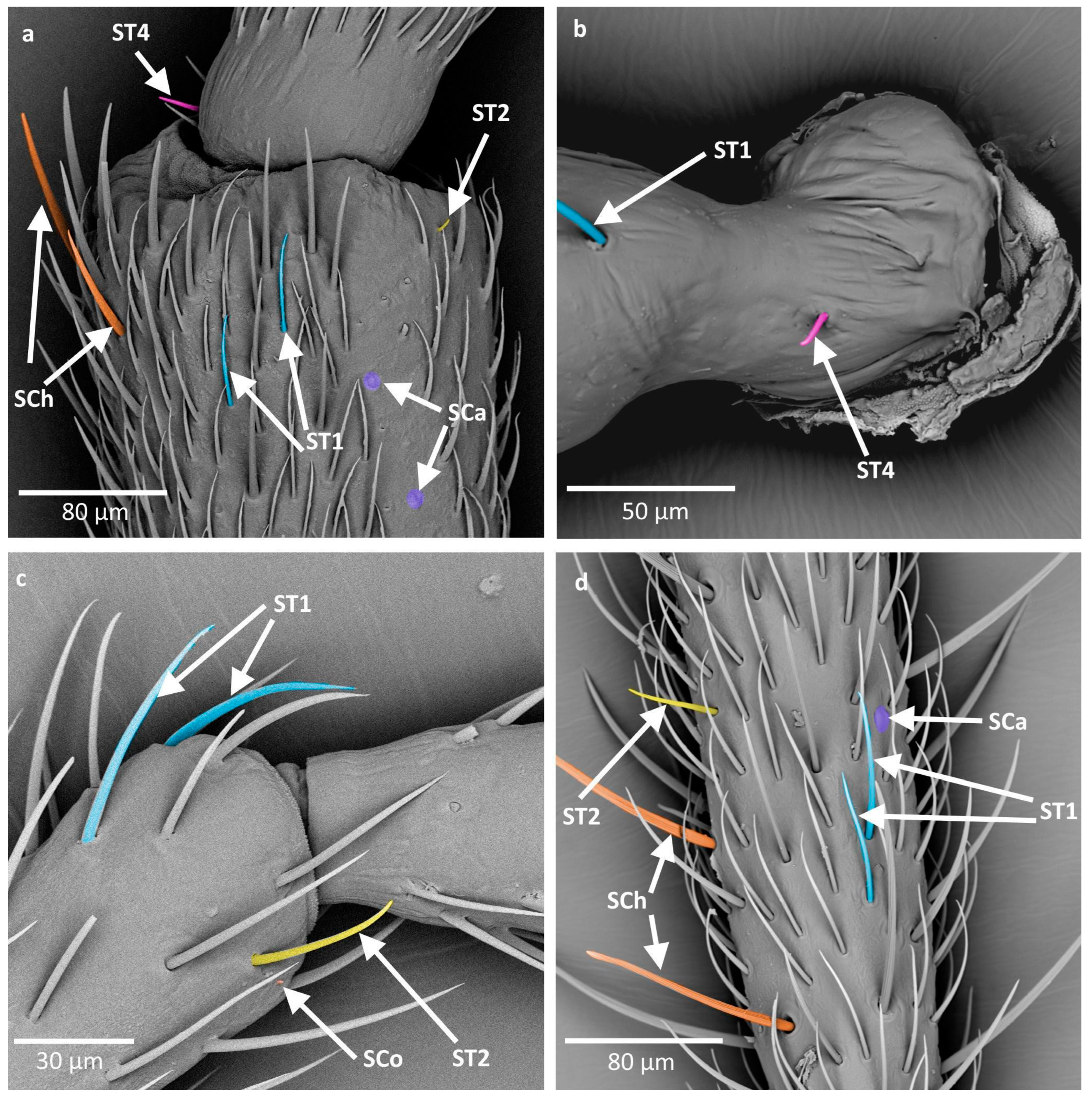 Insects 16 00044 g006