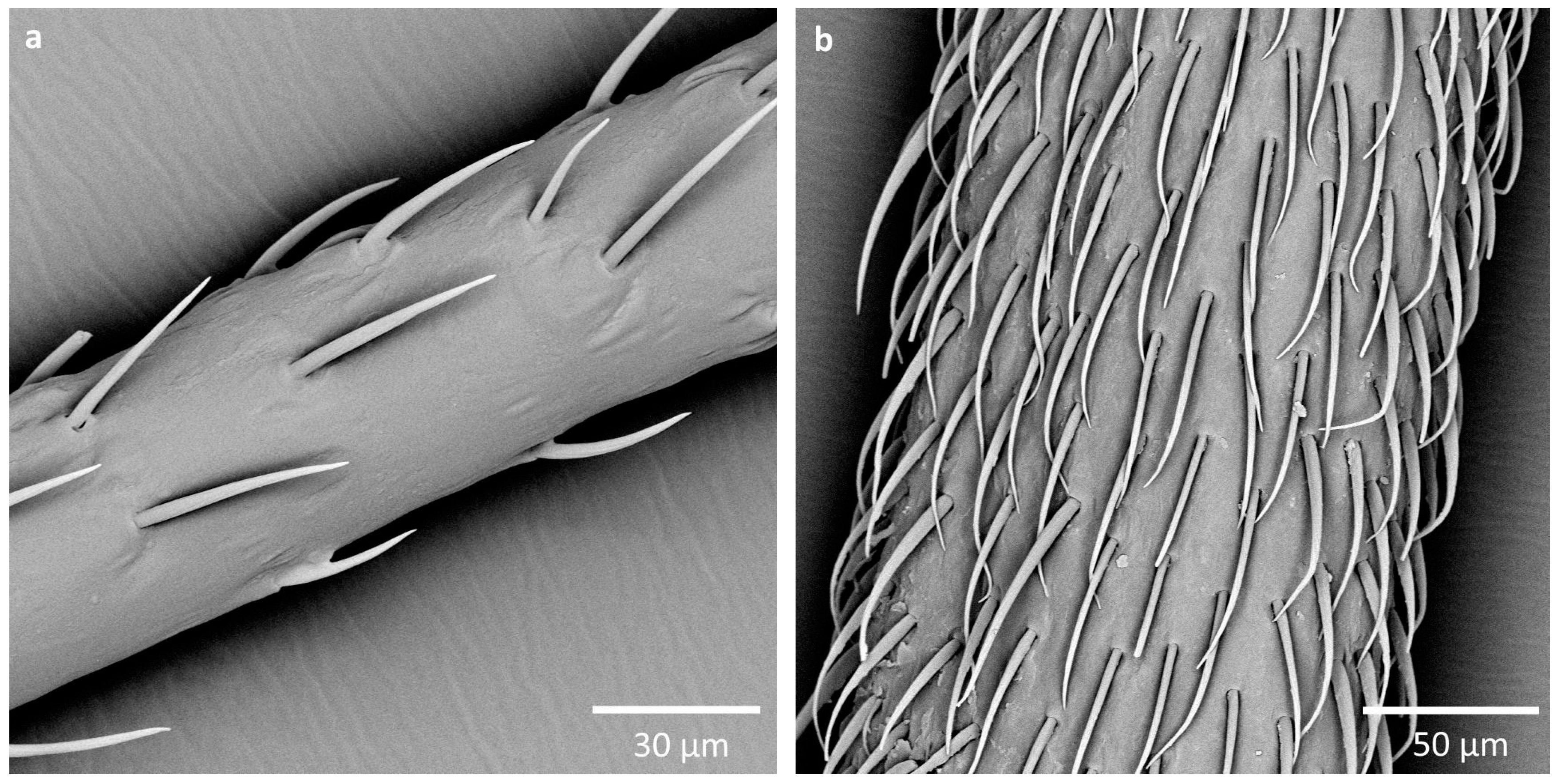 Insects 16 00044 g008