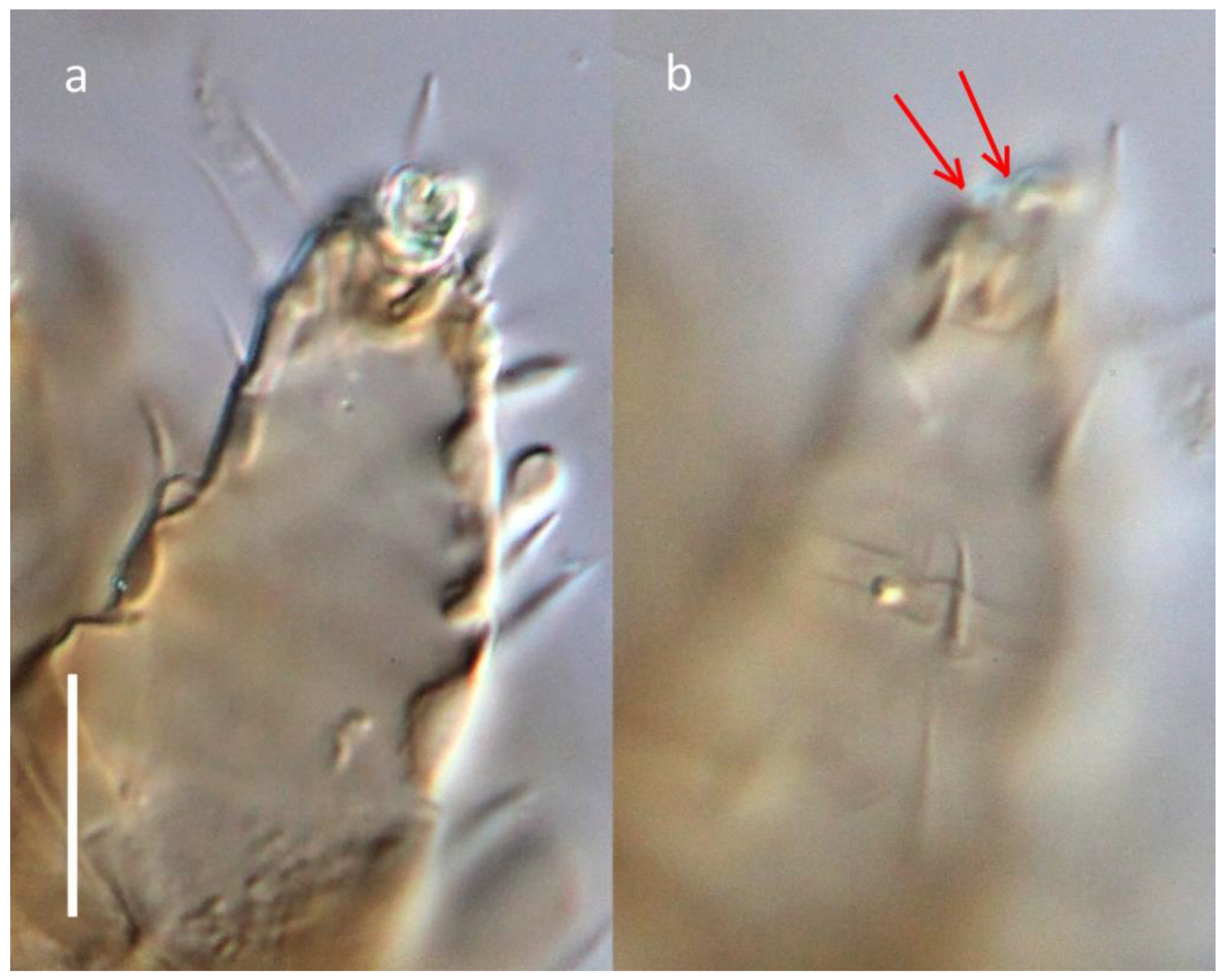 Insects 16 00046 g008