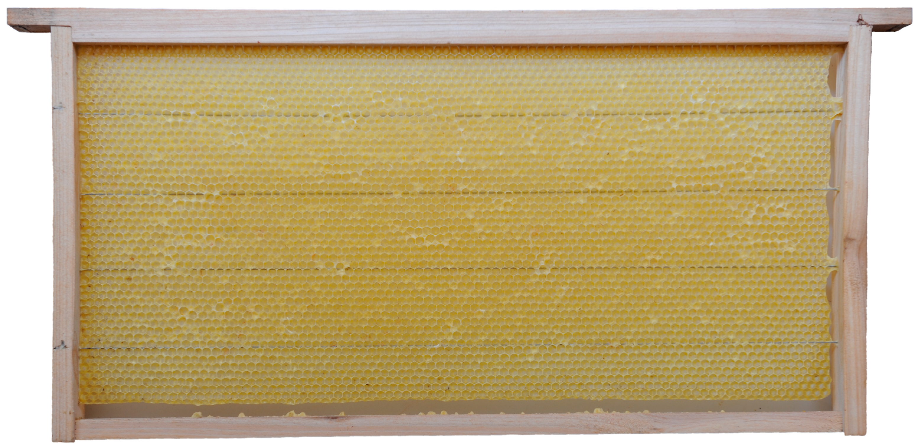 Insects 16 00052 g007