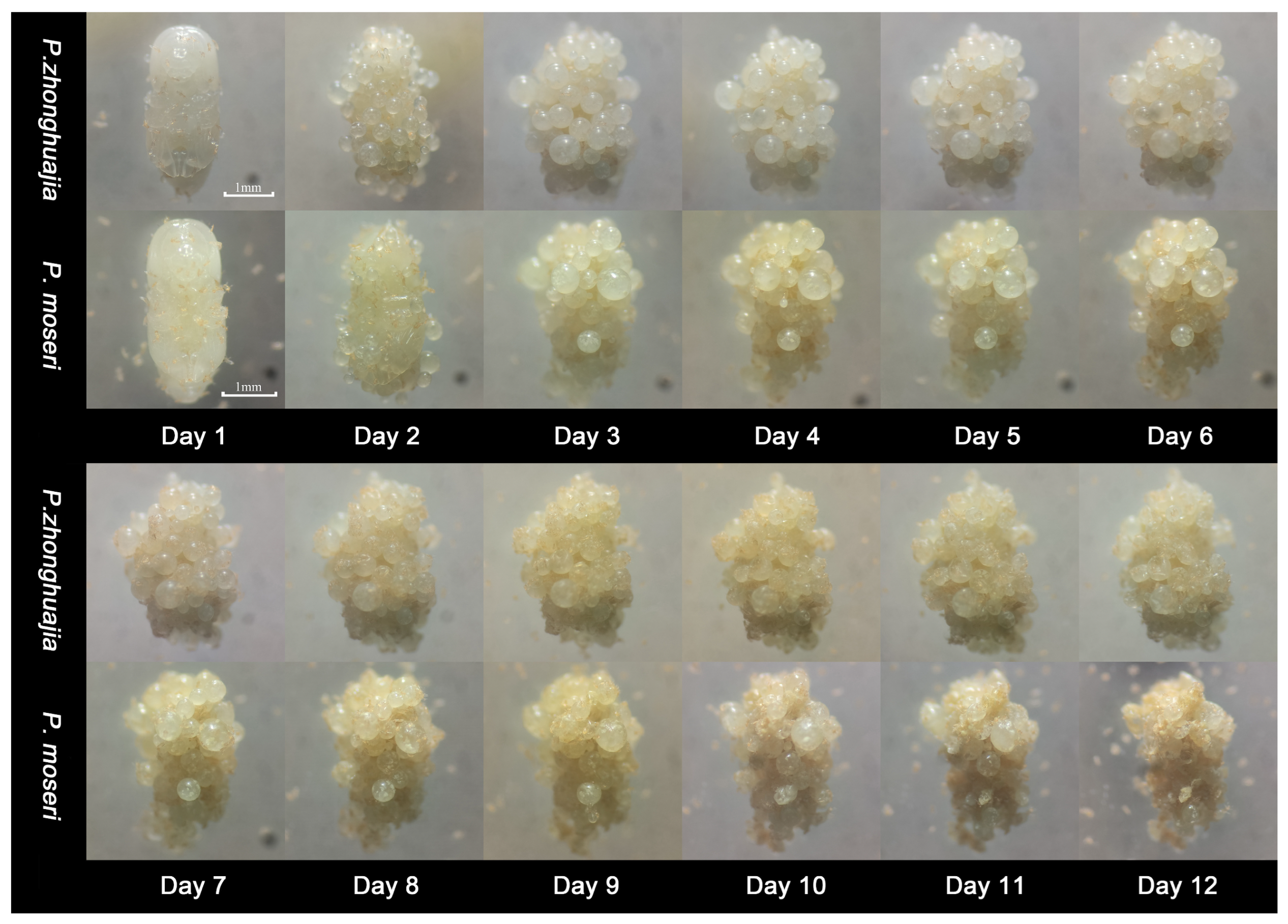 Insects 16 00056 g007