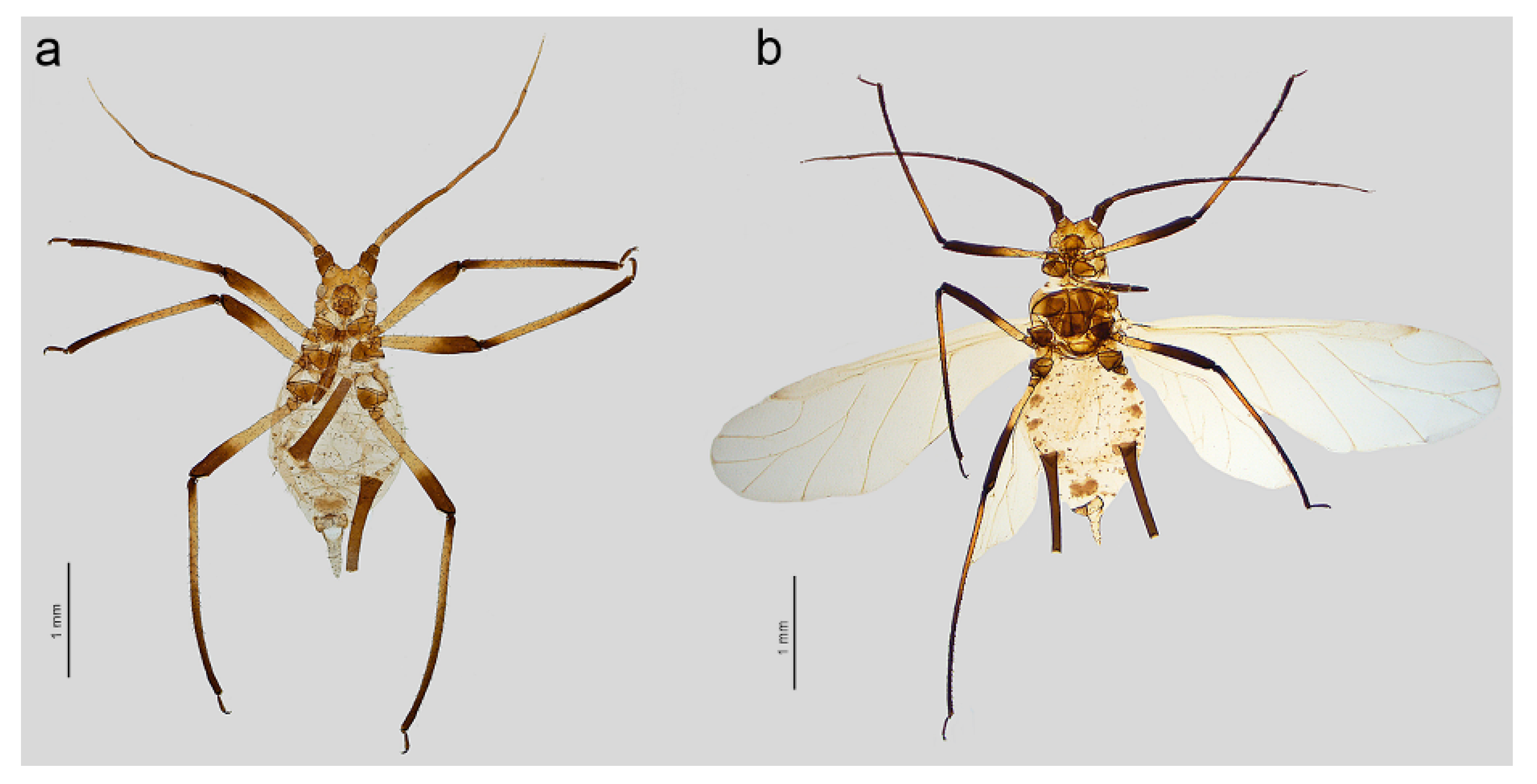 Insects 16 00068 g005