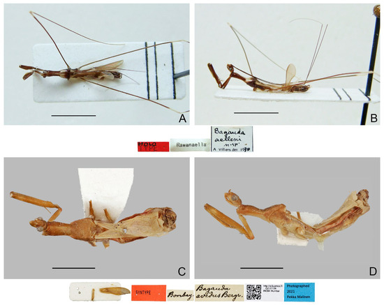 A Review on the Nomenclature and Taxonomy of the Old World Thread 