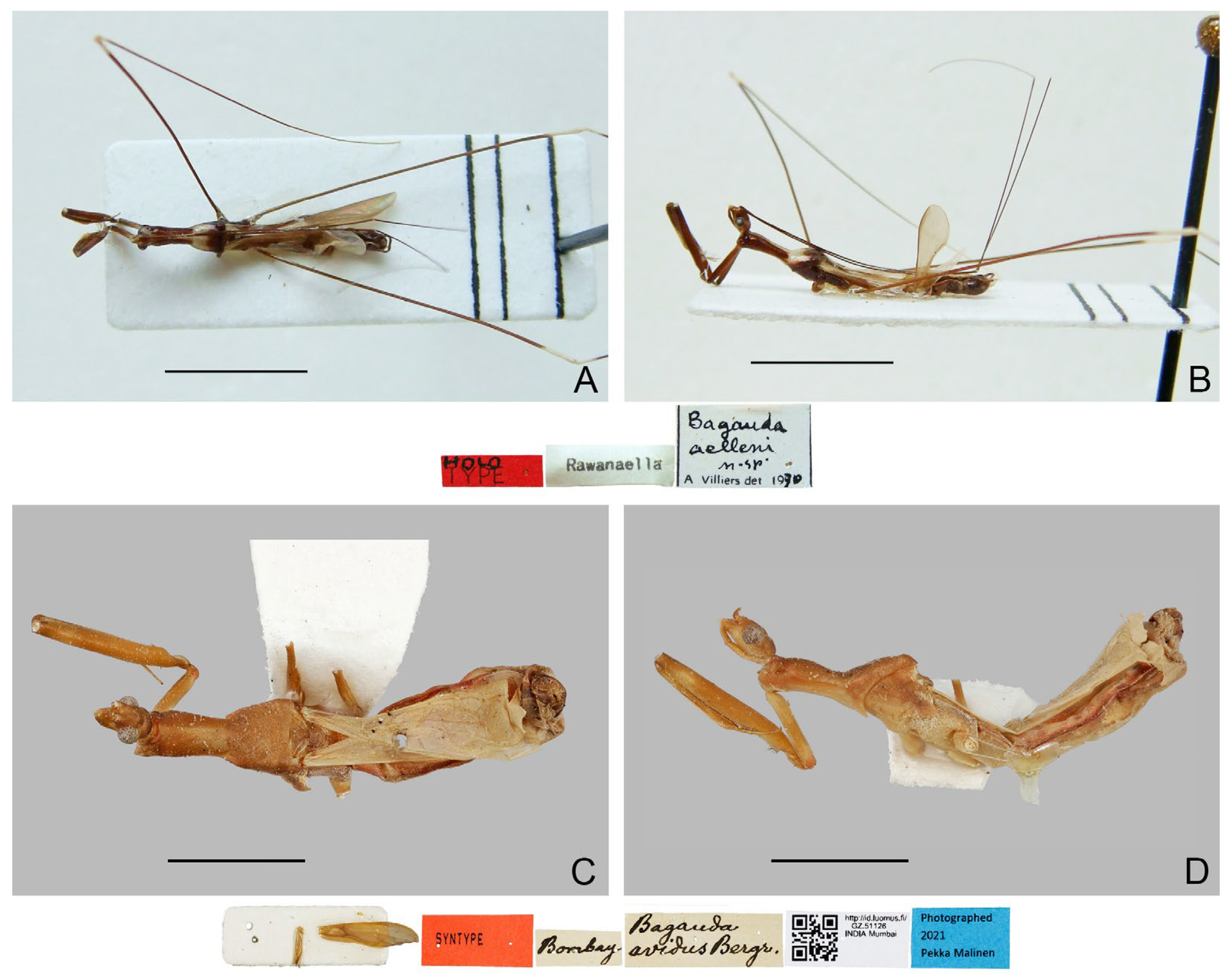 A Review on the Nomenclature and Taxonomy of the Old World Thread 