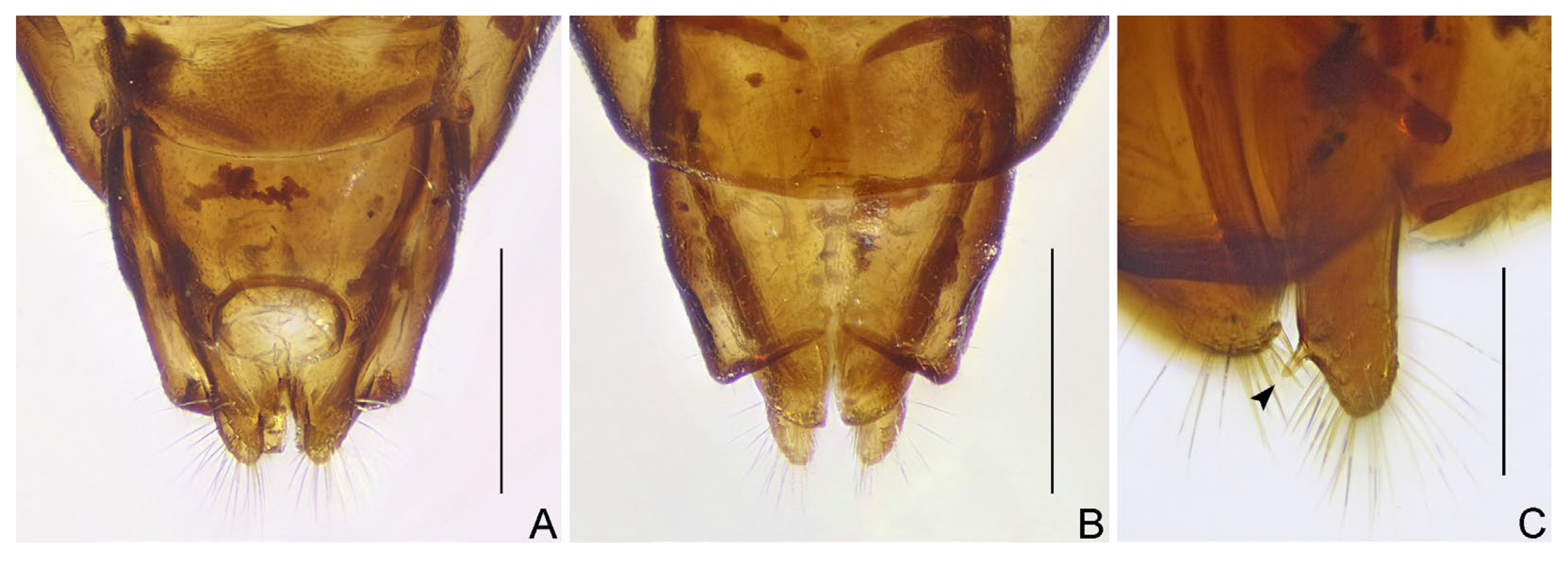 Insects 16 00070 g012
