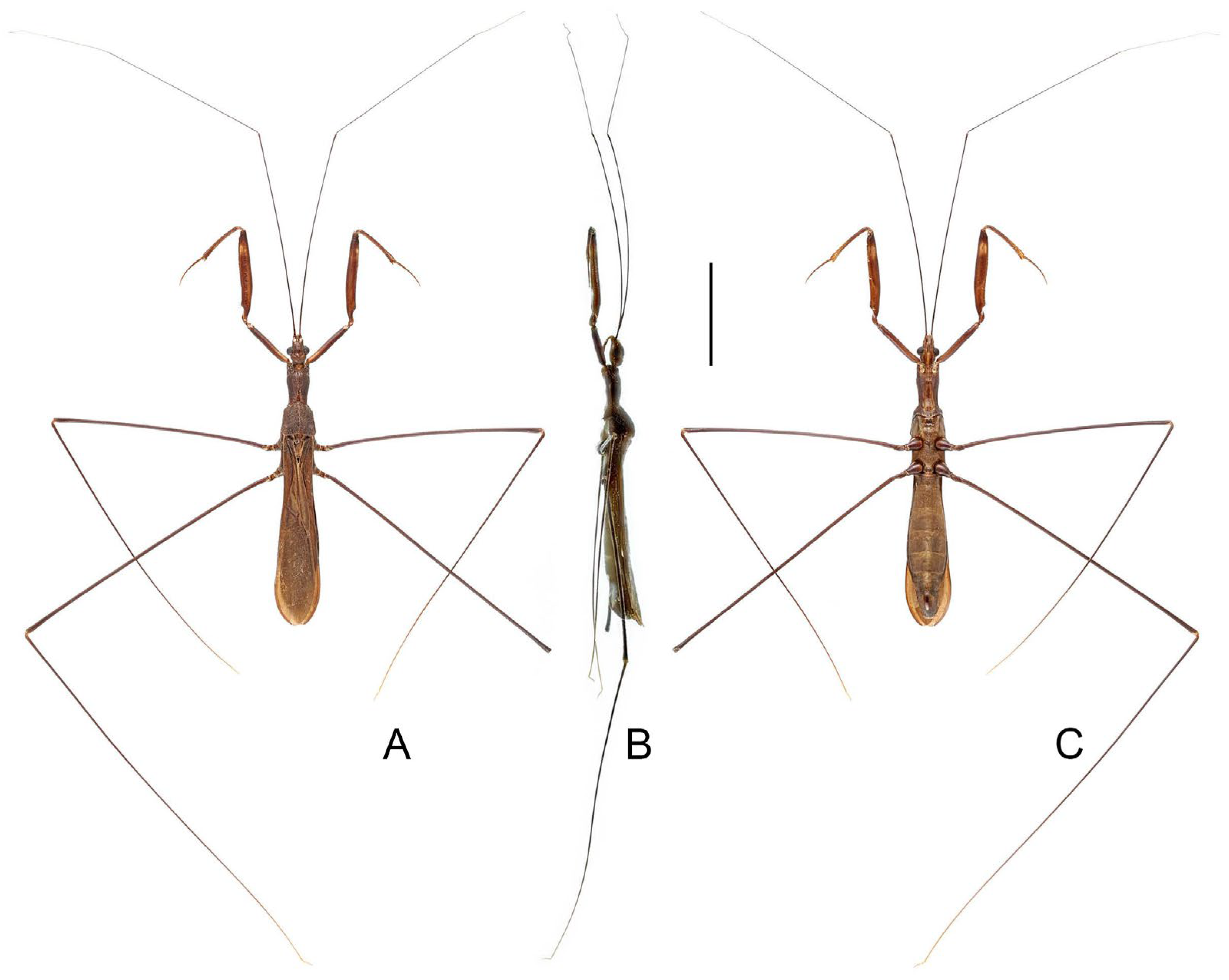 Insects 16 00070 g013