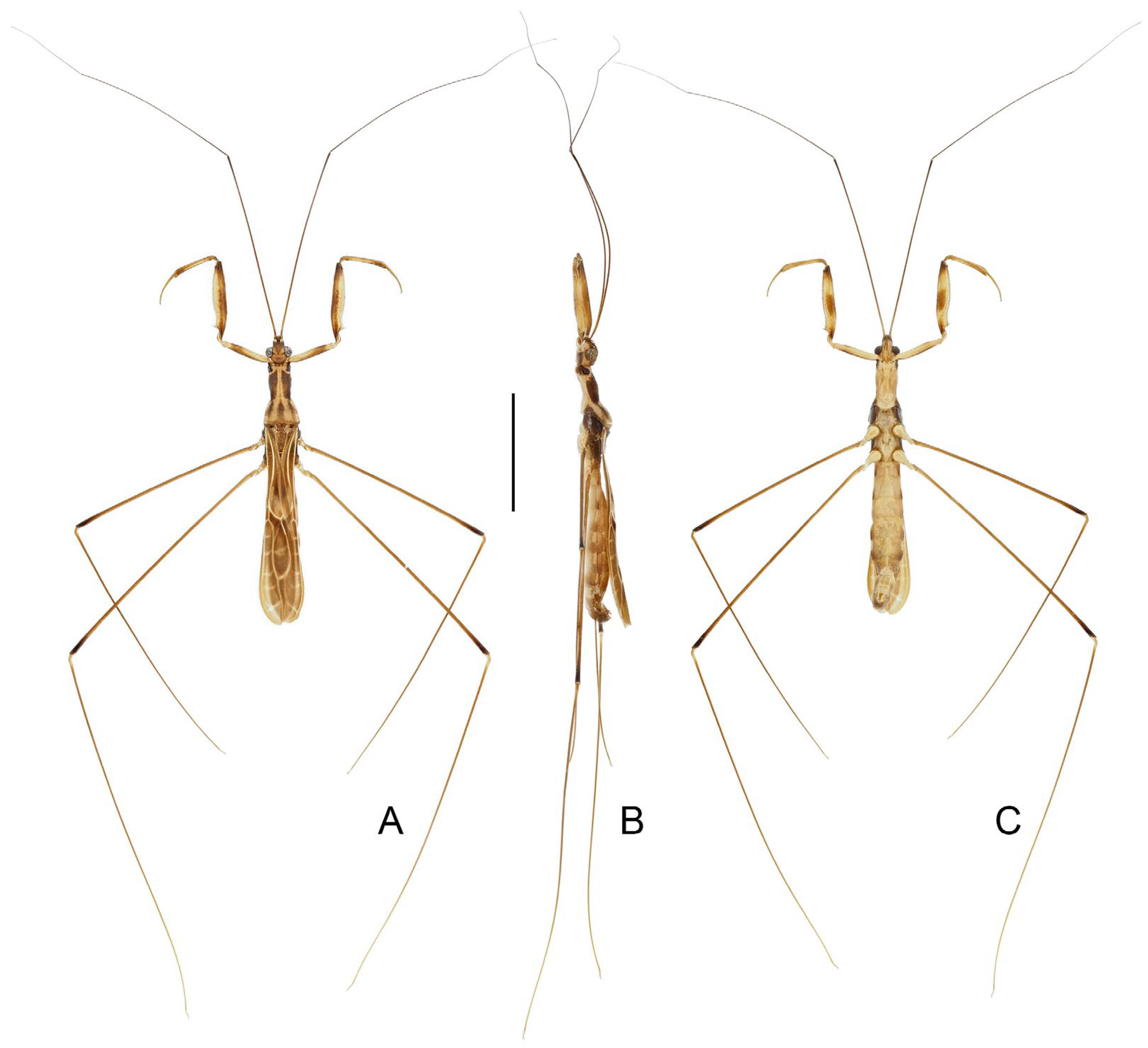 Insects 16 00070 g016
