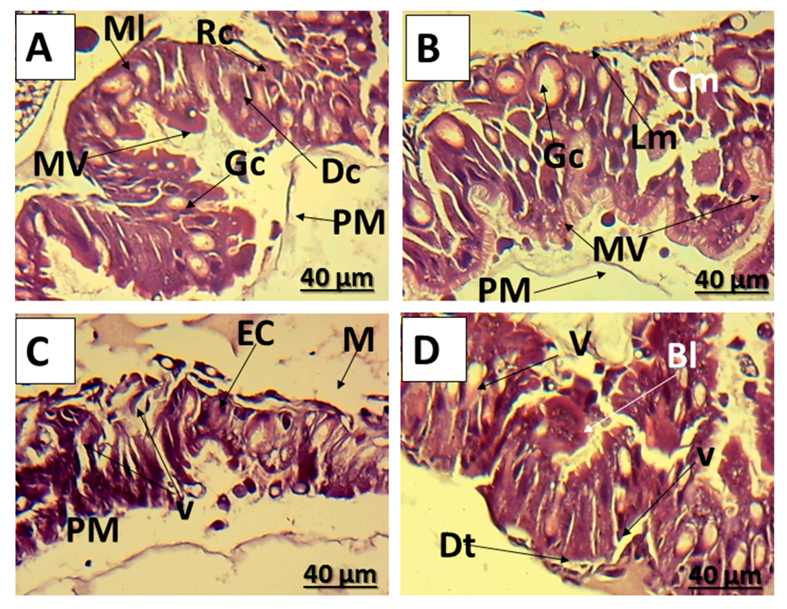 Insects 16 00072 g002