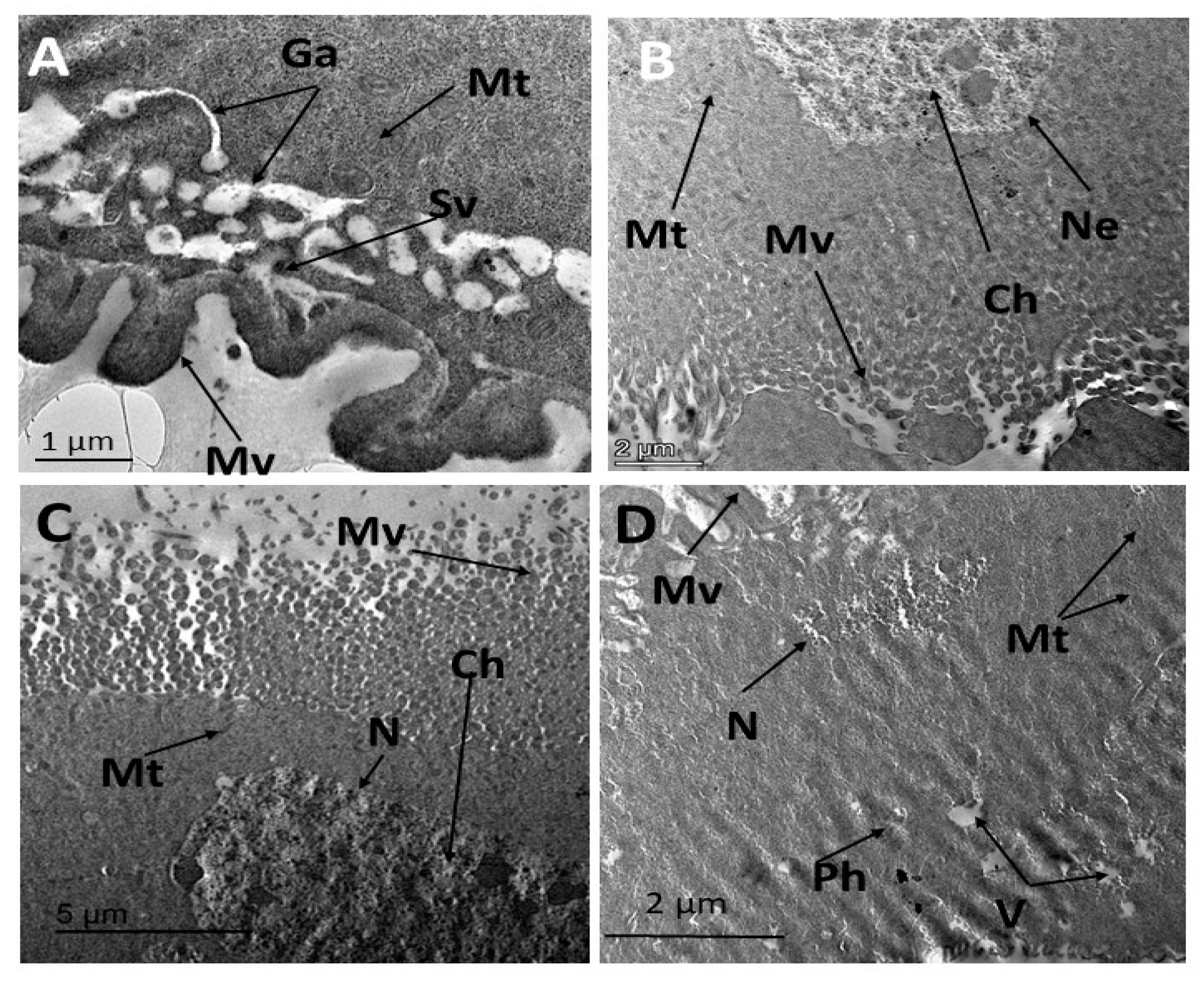 Insects 16 00072 g004