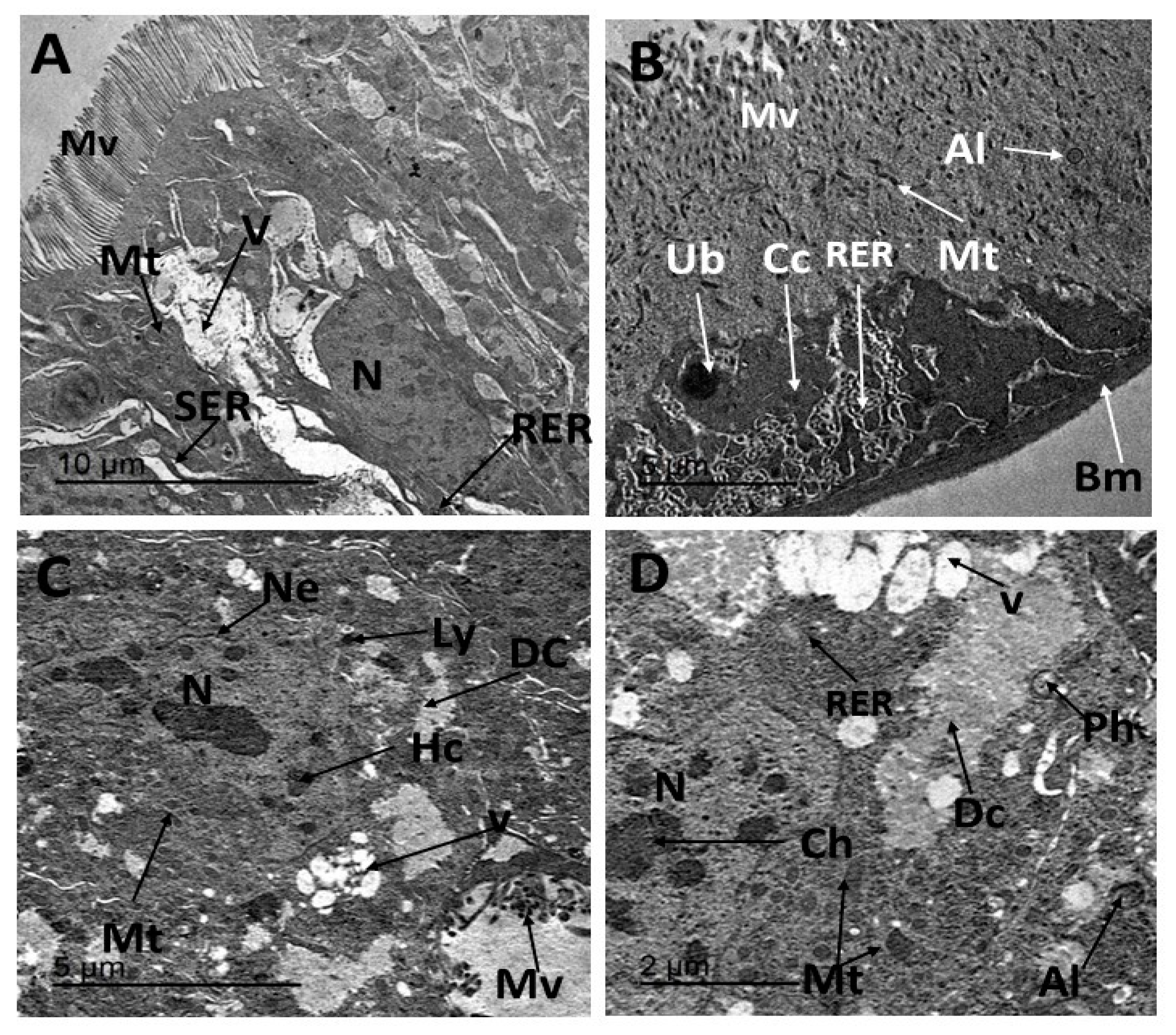 Insects 16 00072 g005