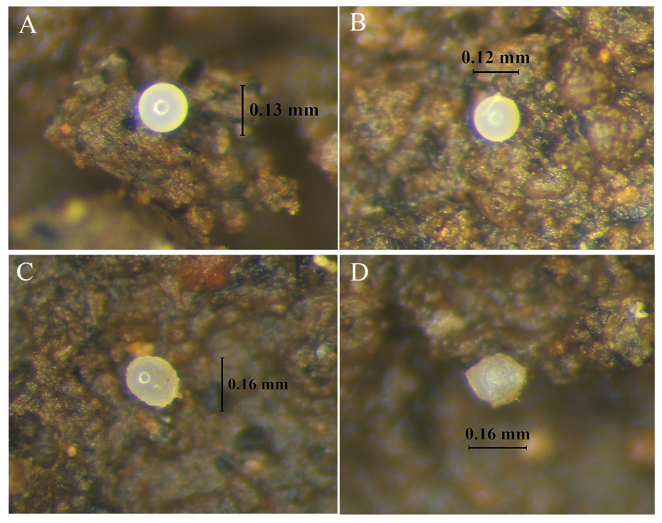 Insects 16 00080 g009