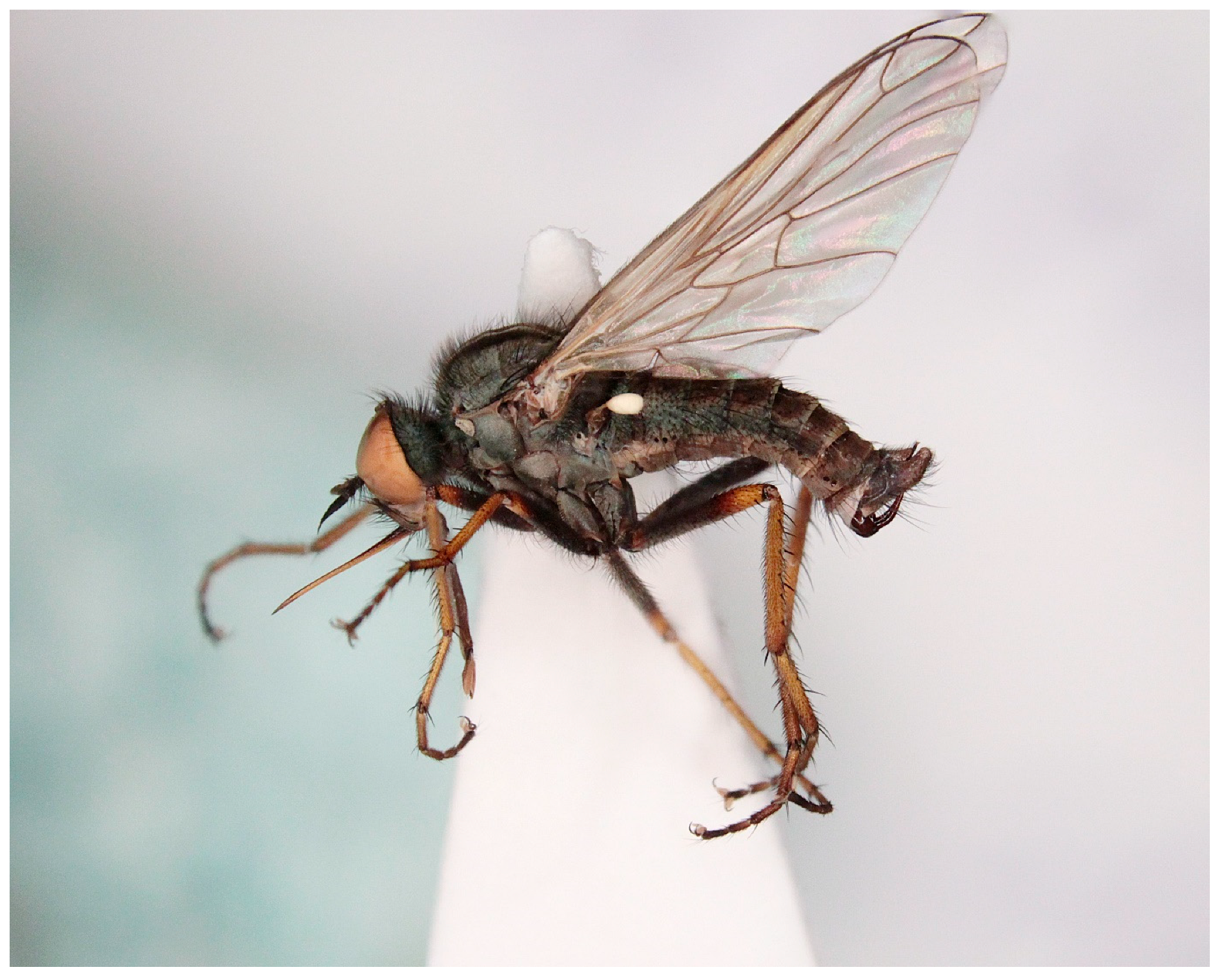 Insects 16 00083 g004