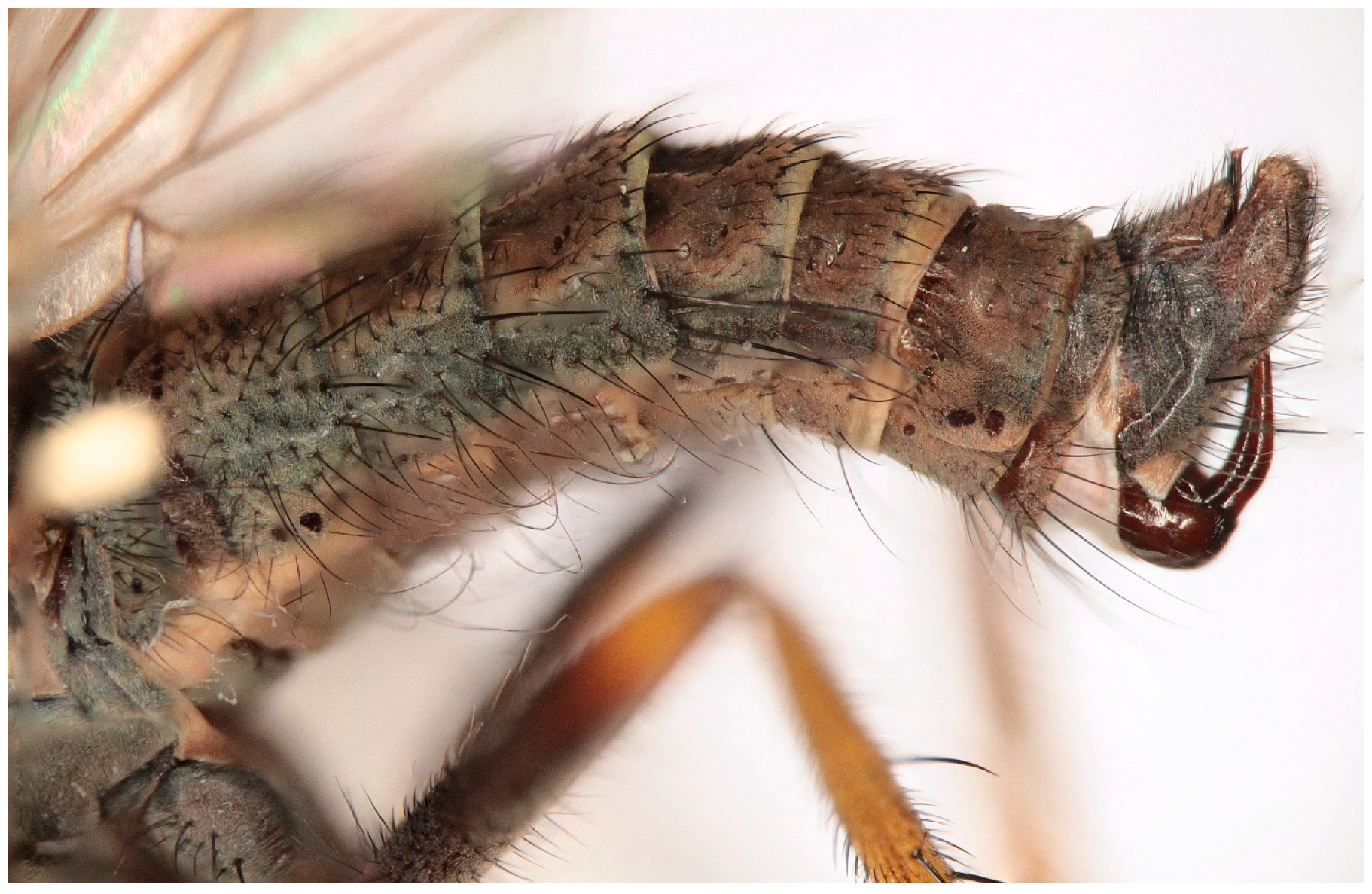 Insects 16 00083 g005