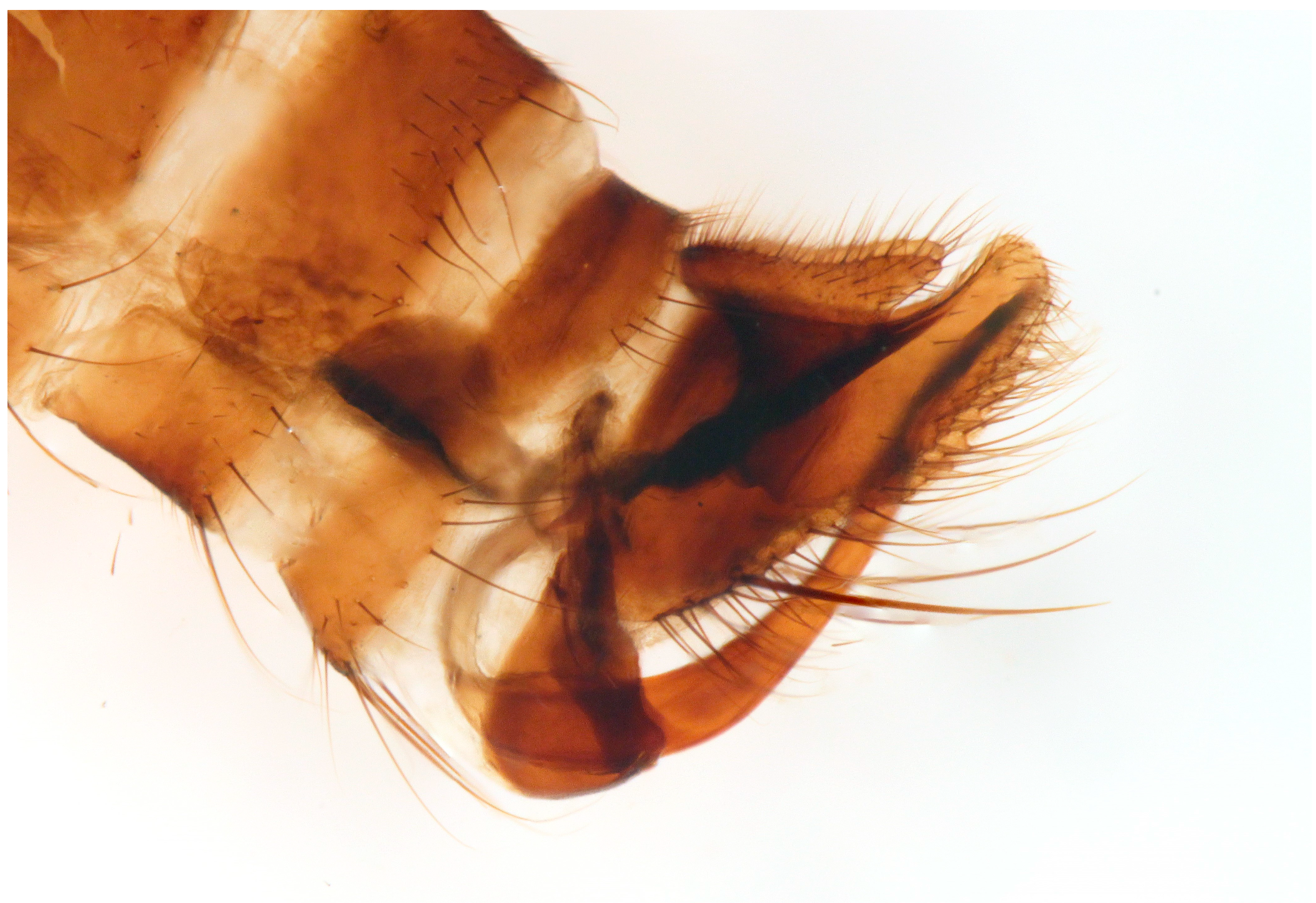 Insects 16 00083 g006