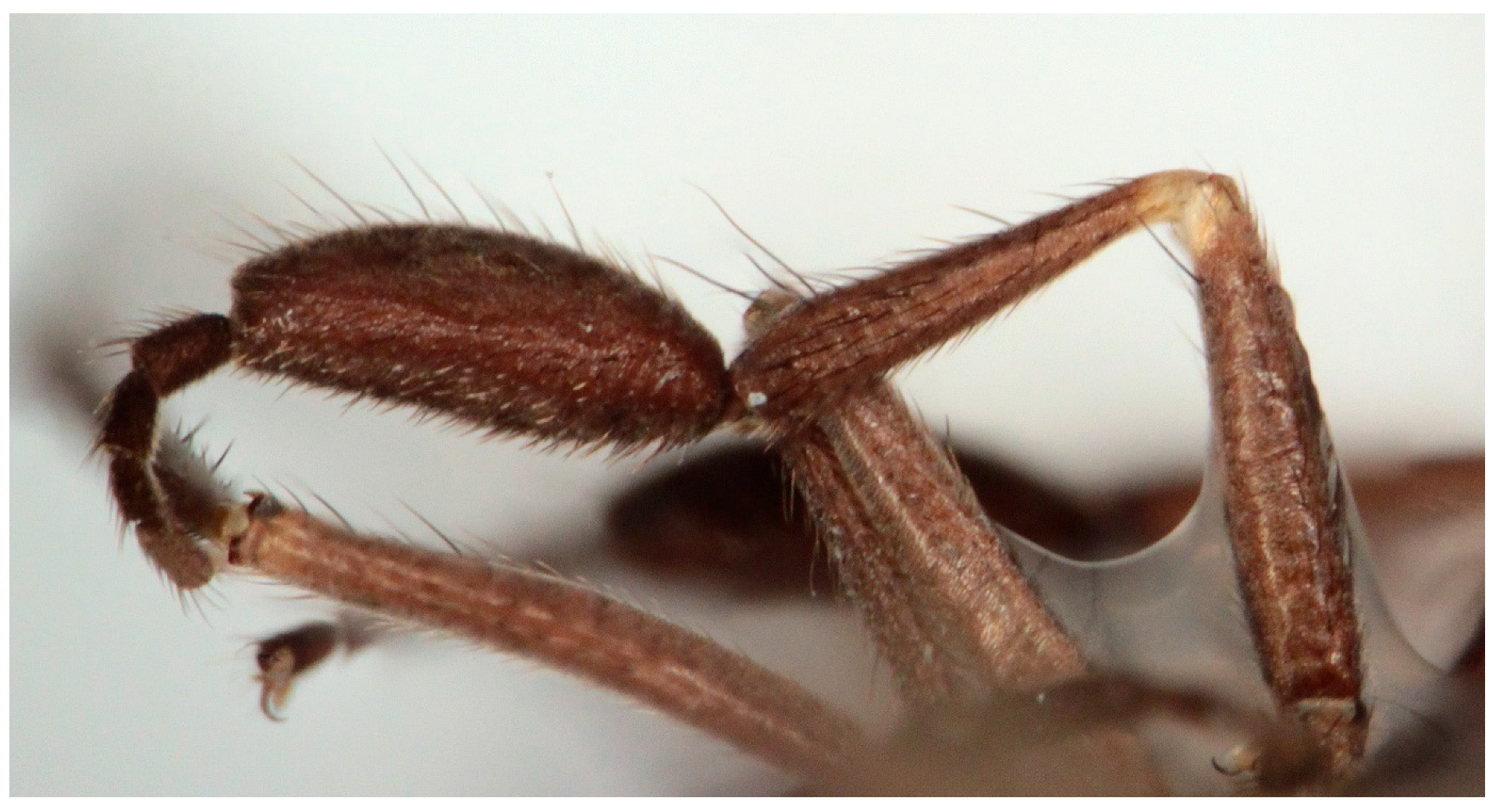 Insects 16 00083 g007