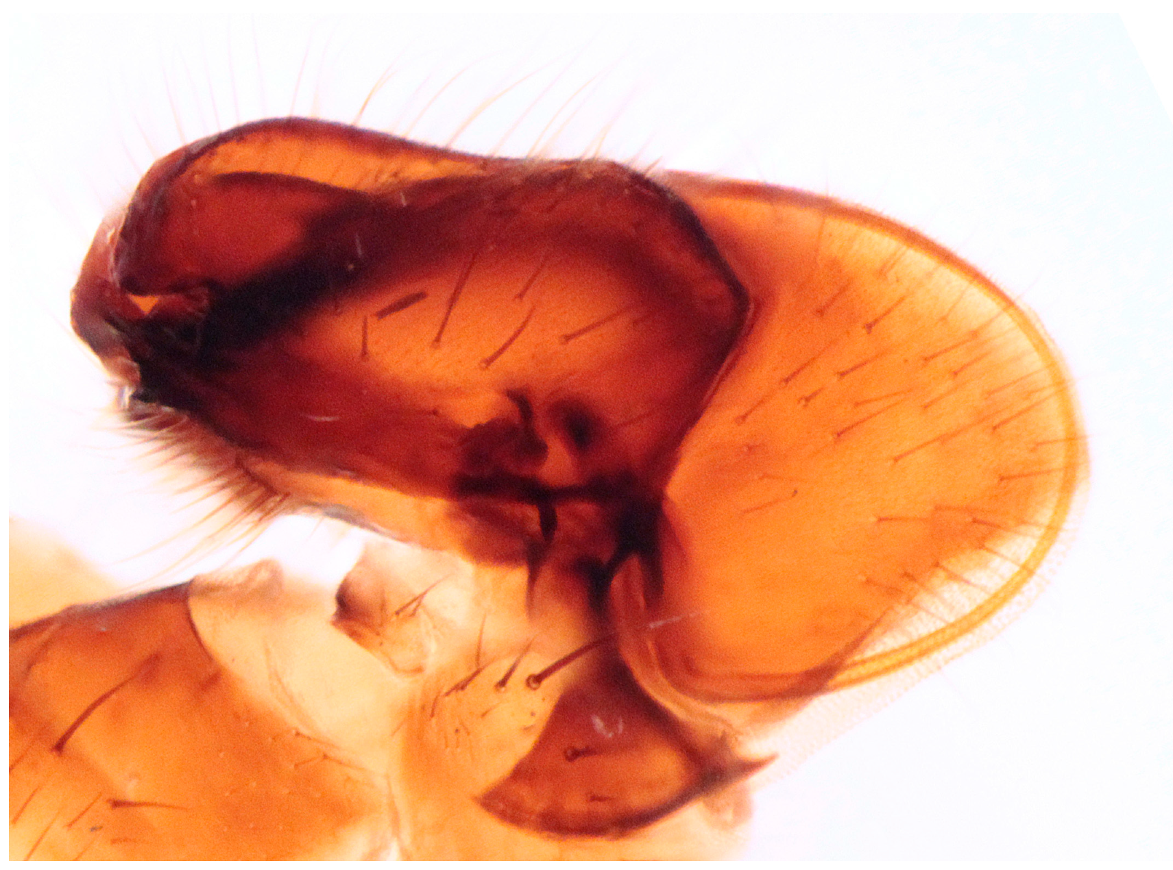 Insects 16 00083 g009