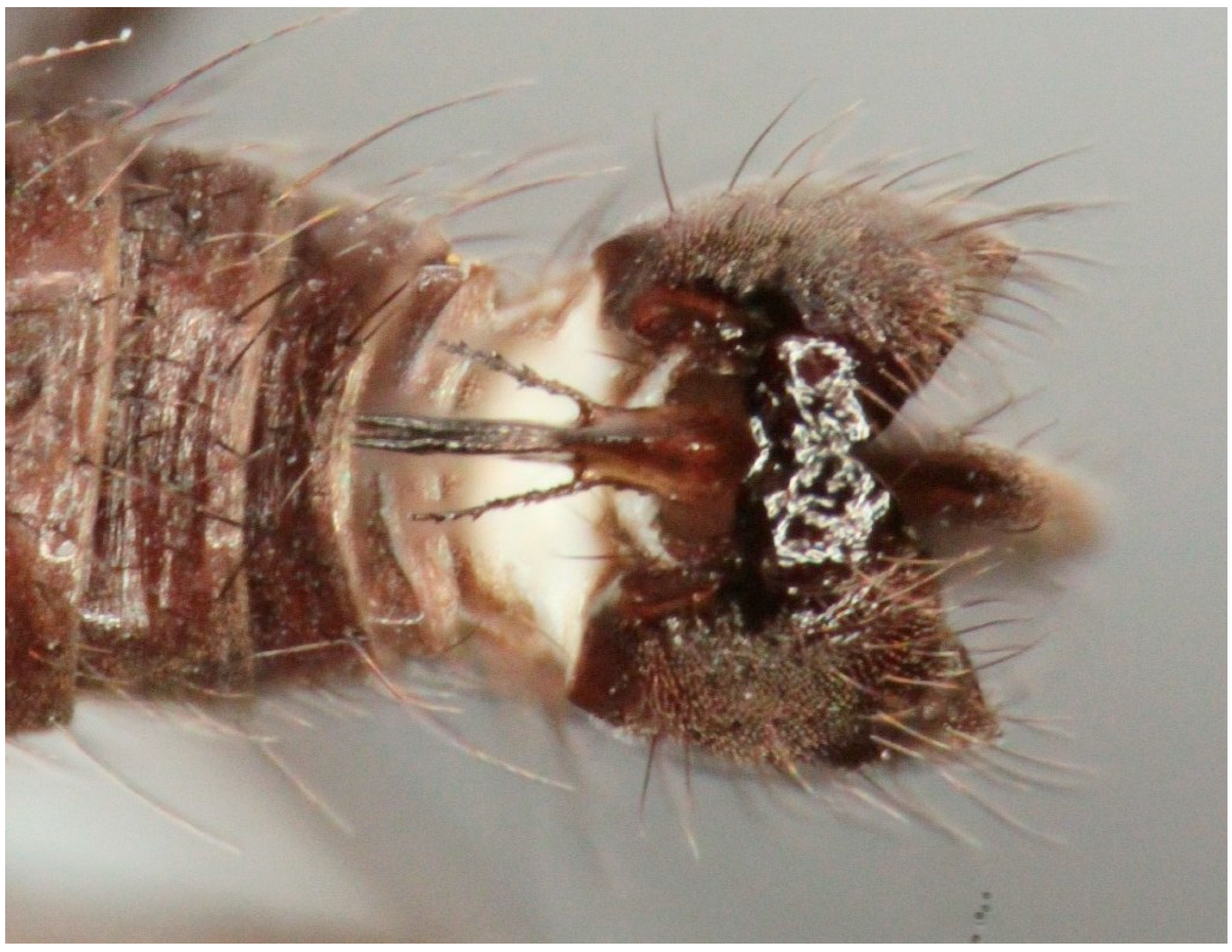 Insects 16 00083 g011