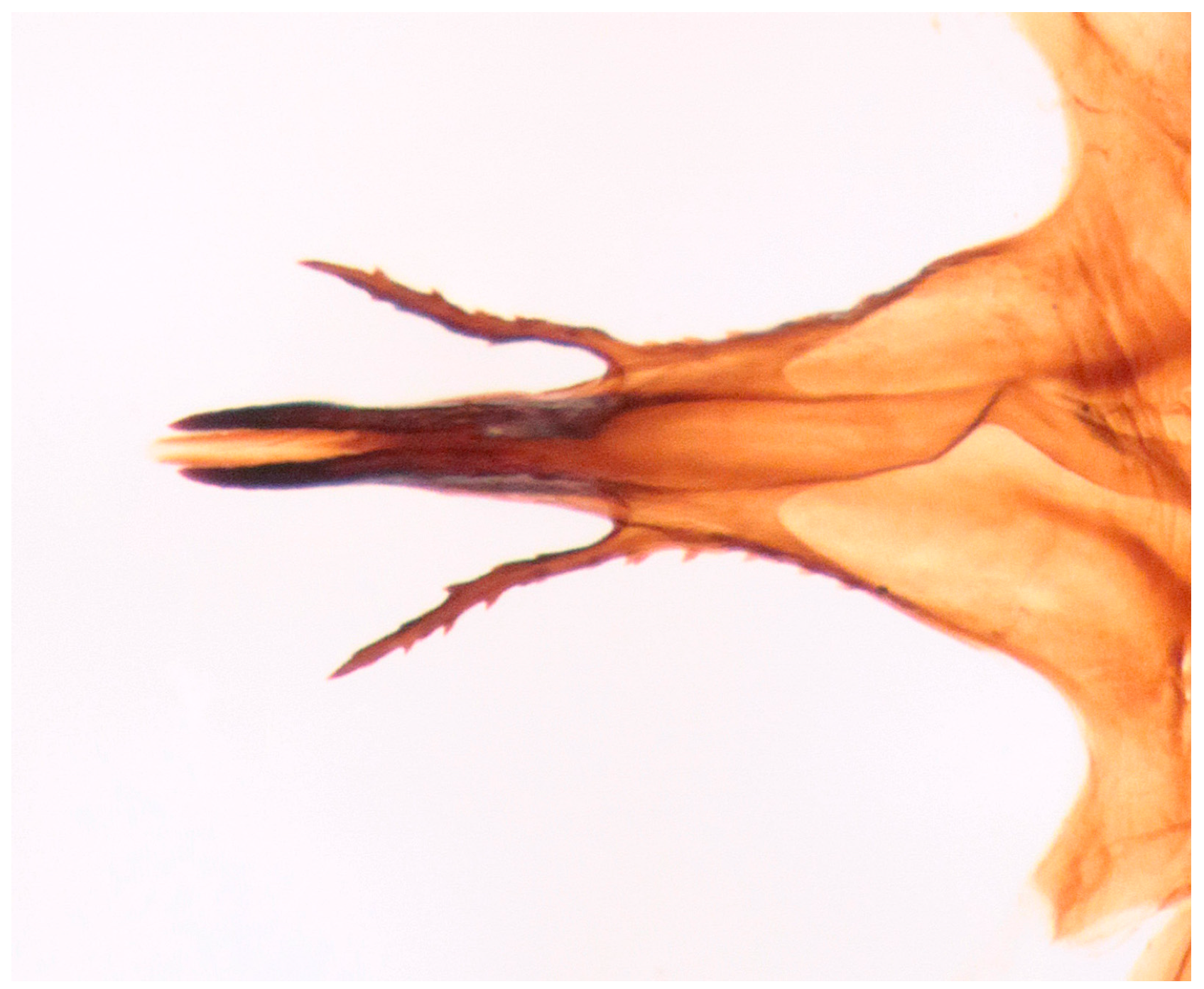 Insects 16 00083 g012