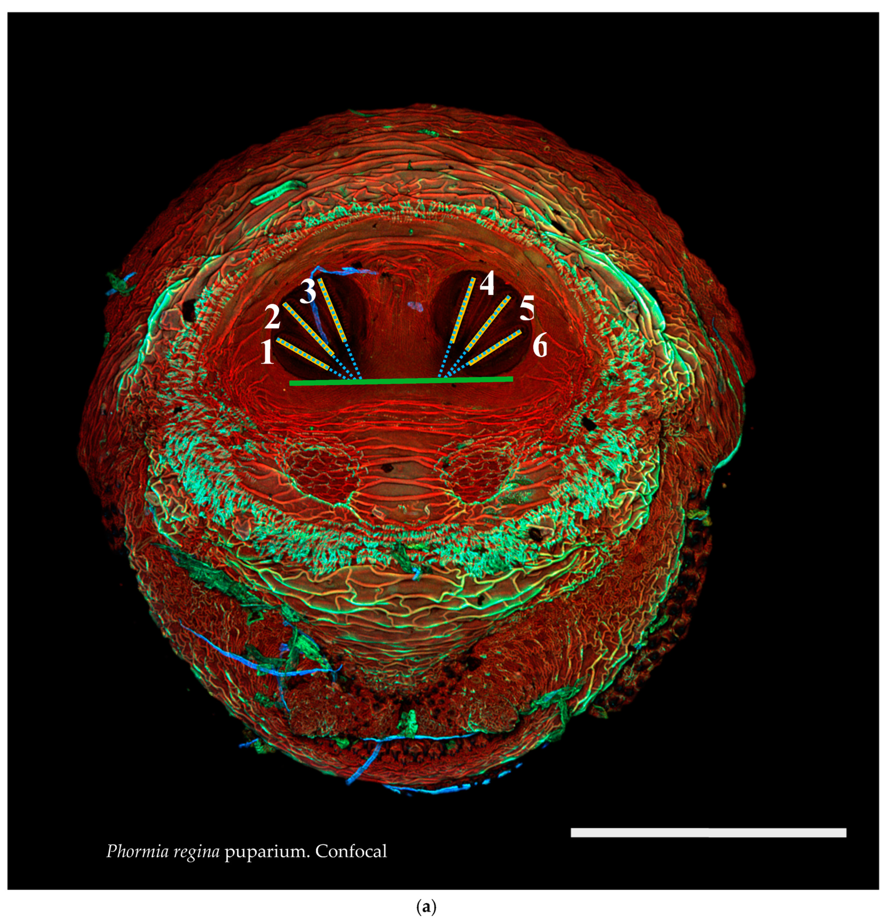 Insects 16 00088 g002a