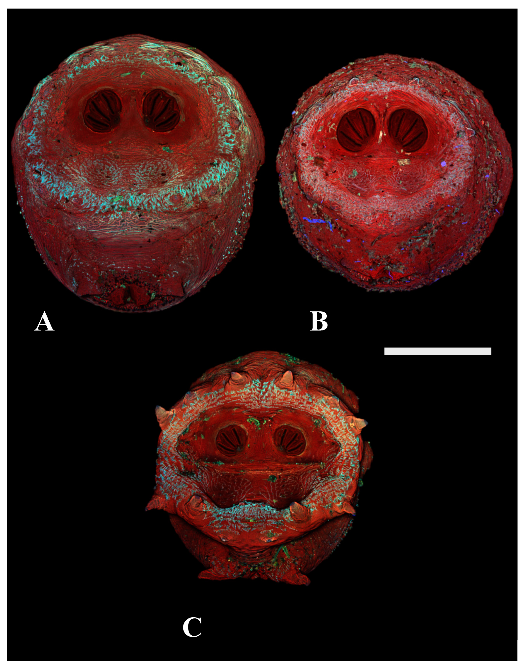 Insects 16 00088 g004