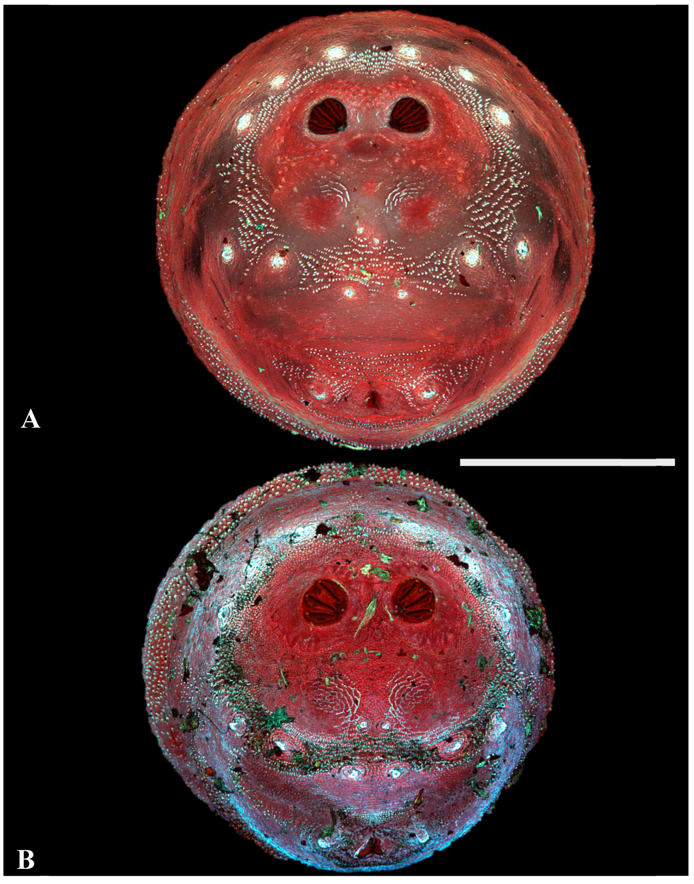 Insects 16 00088 g006